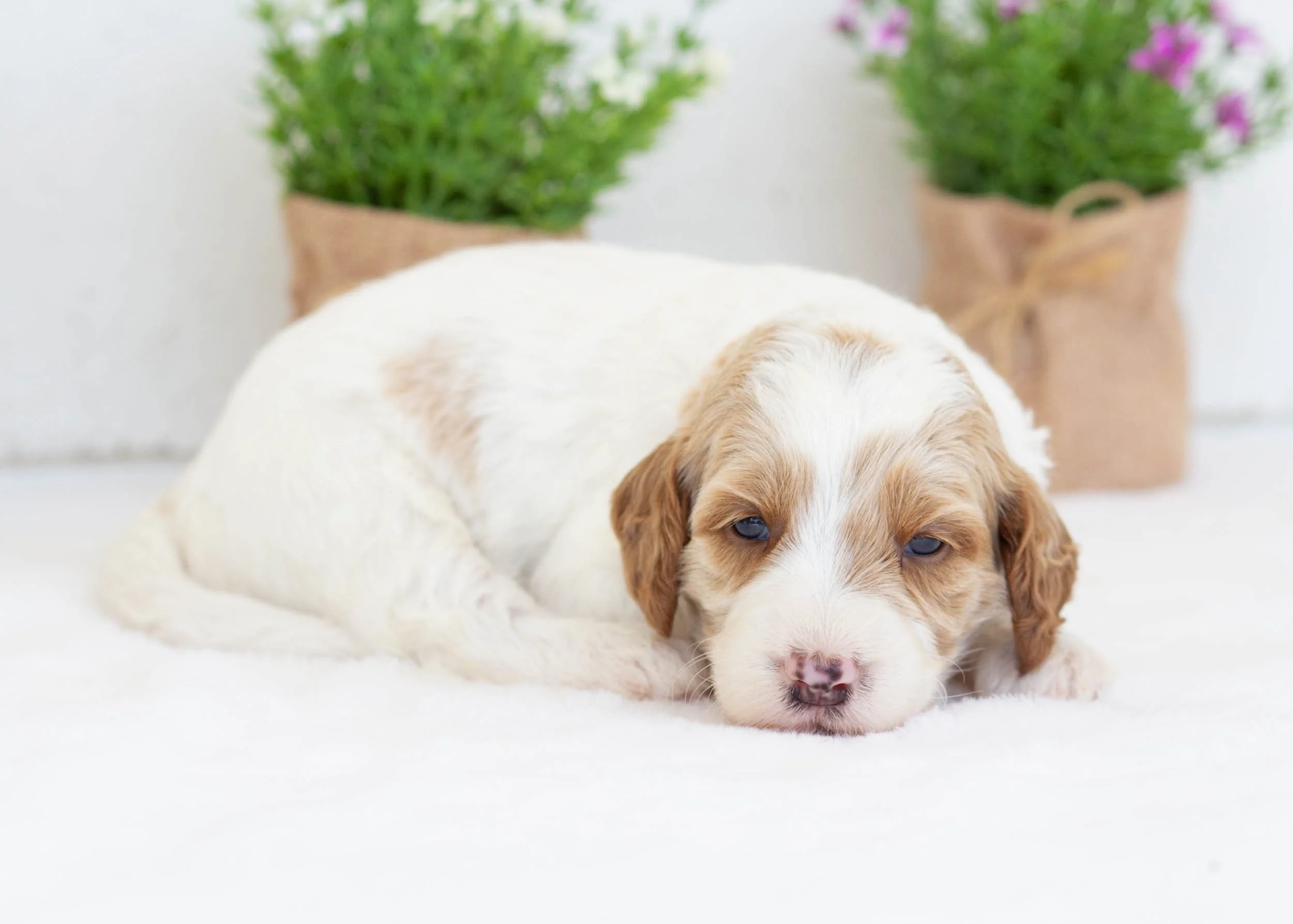 Fairway goldendoodle for sale8.jpg