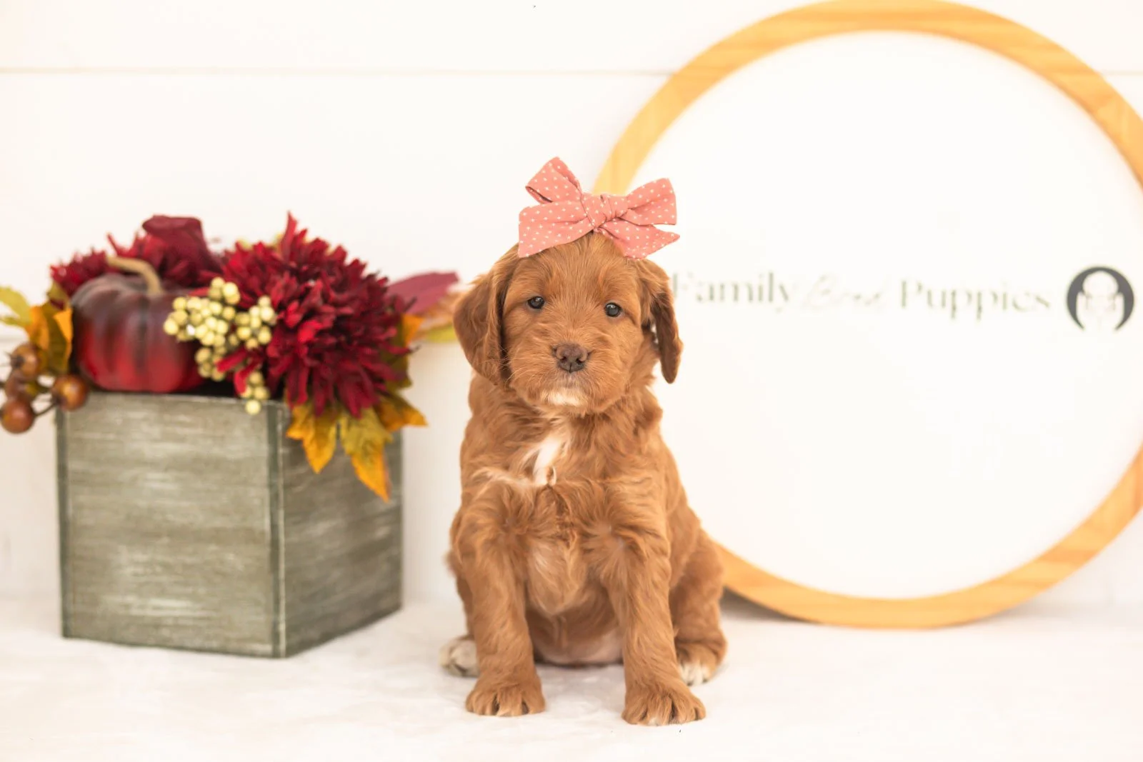 Belle goldendoodle for sale(2).jpg