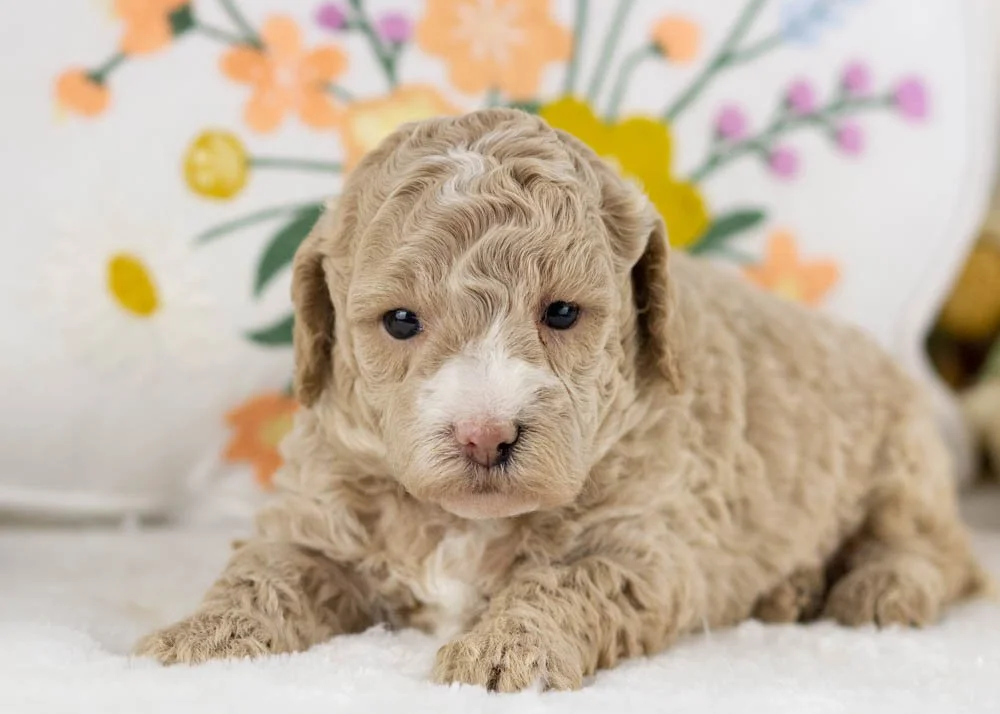 cinderella goldendoodle for sale(2).jpg