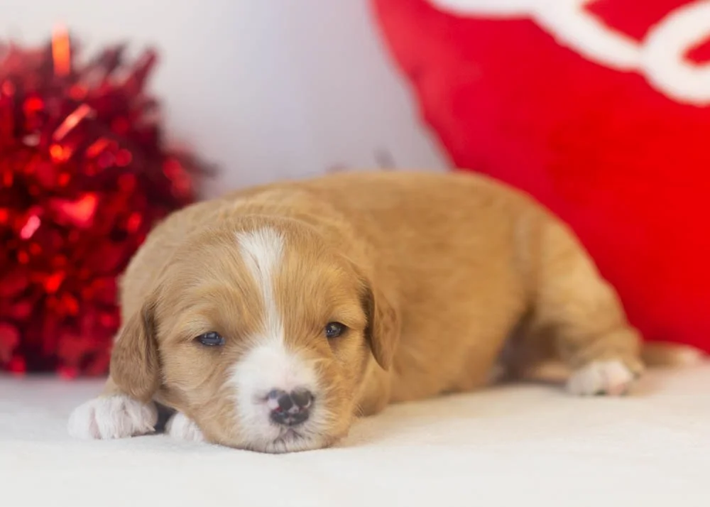 Paul goldendoodle for sale.jpg