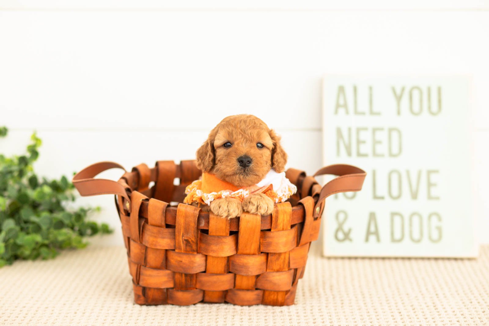 Corduroy goldendoodle for sale(1).jpg