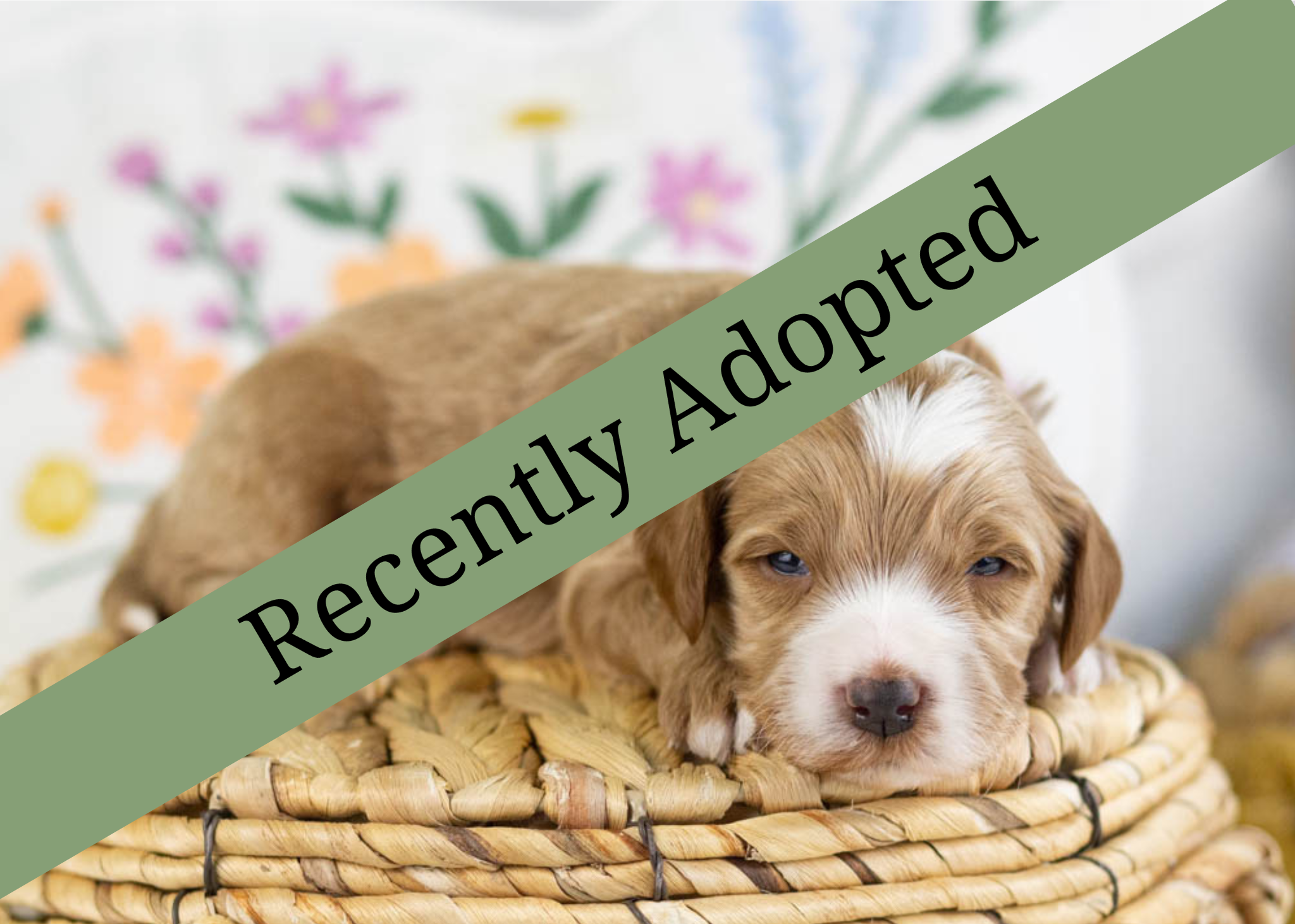 goldendoodle for sale