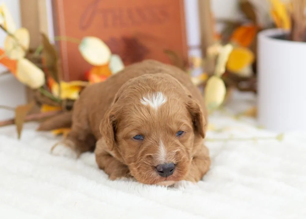 Hazelnut goldendoodle for sale(1).jpg