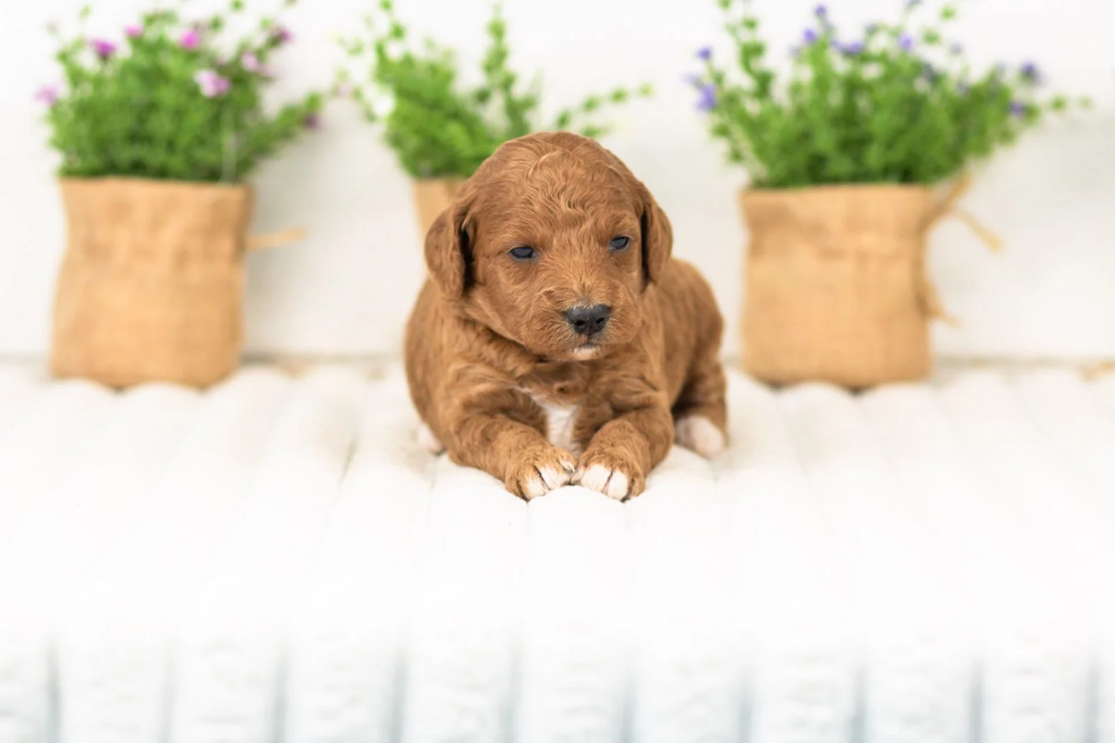 lexy goldendoodle for sale.jpg