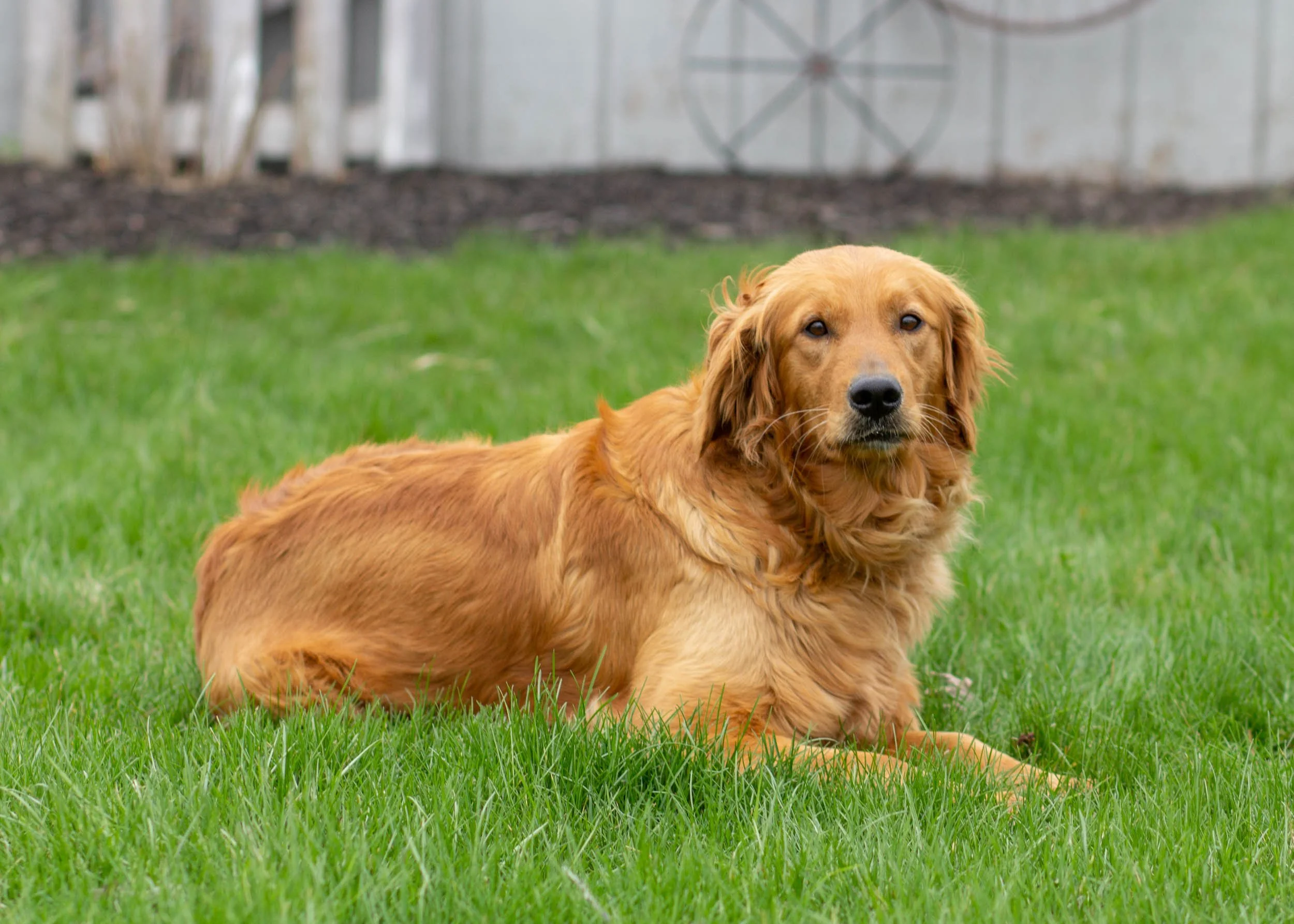 mom goldendoodle