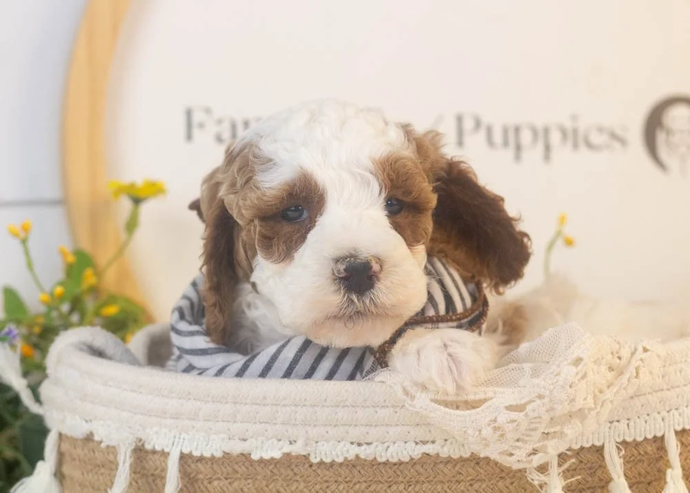 mustang goldendoodle for sale.jpg