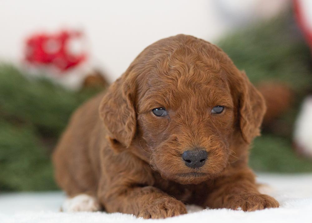 Mrs.Claus goldendoodle for sale(2).jpg