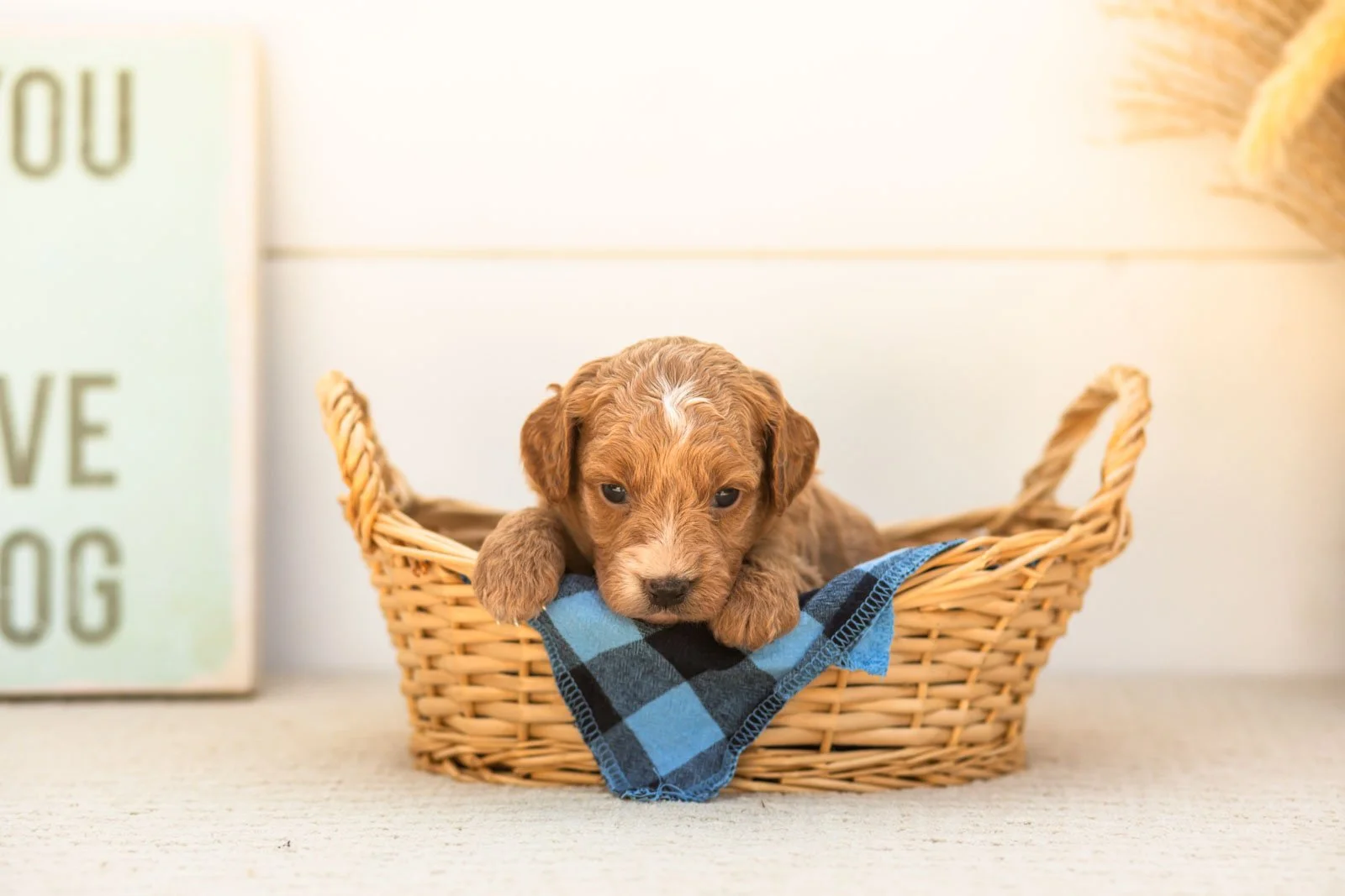 Katiedid goldendoodle for sale.jpg