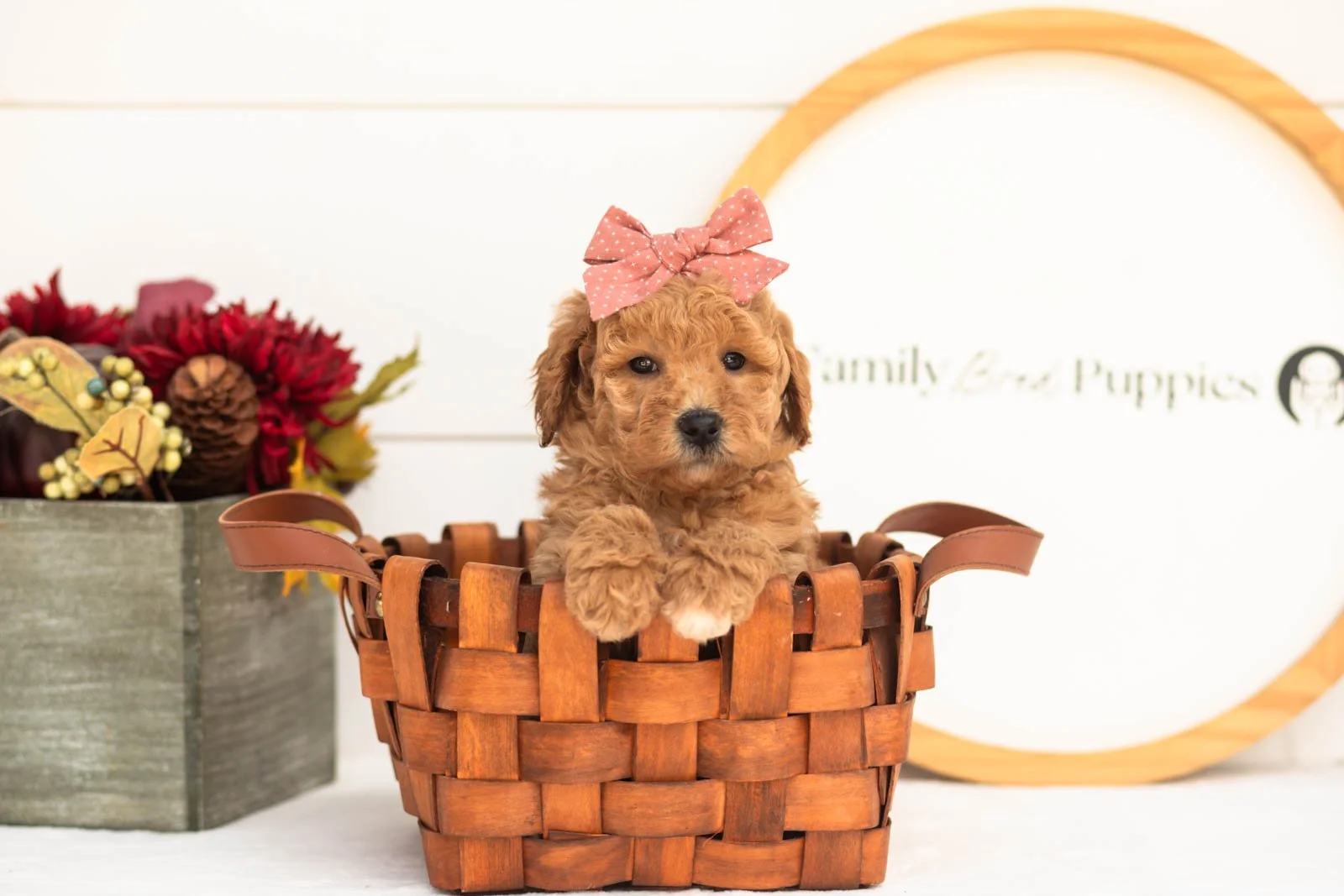 Butterfly goldendoodle for sale(2).jpg