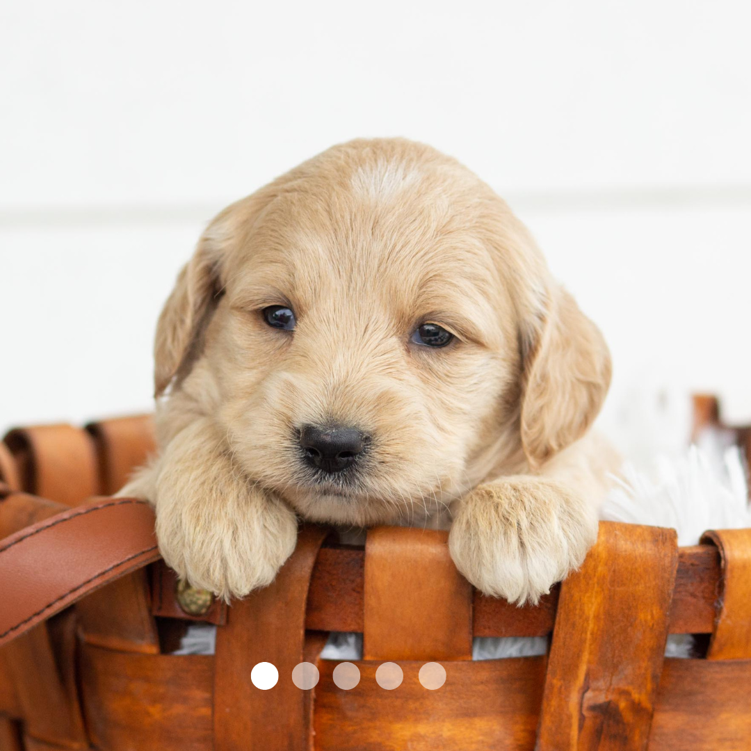 Copy of FBP Design.png