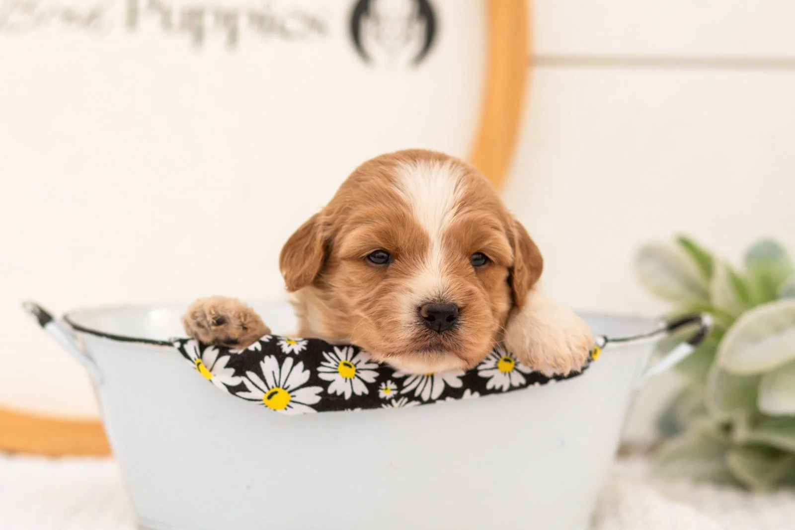 Bobby goldendoodle for sale(3).jpg