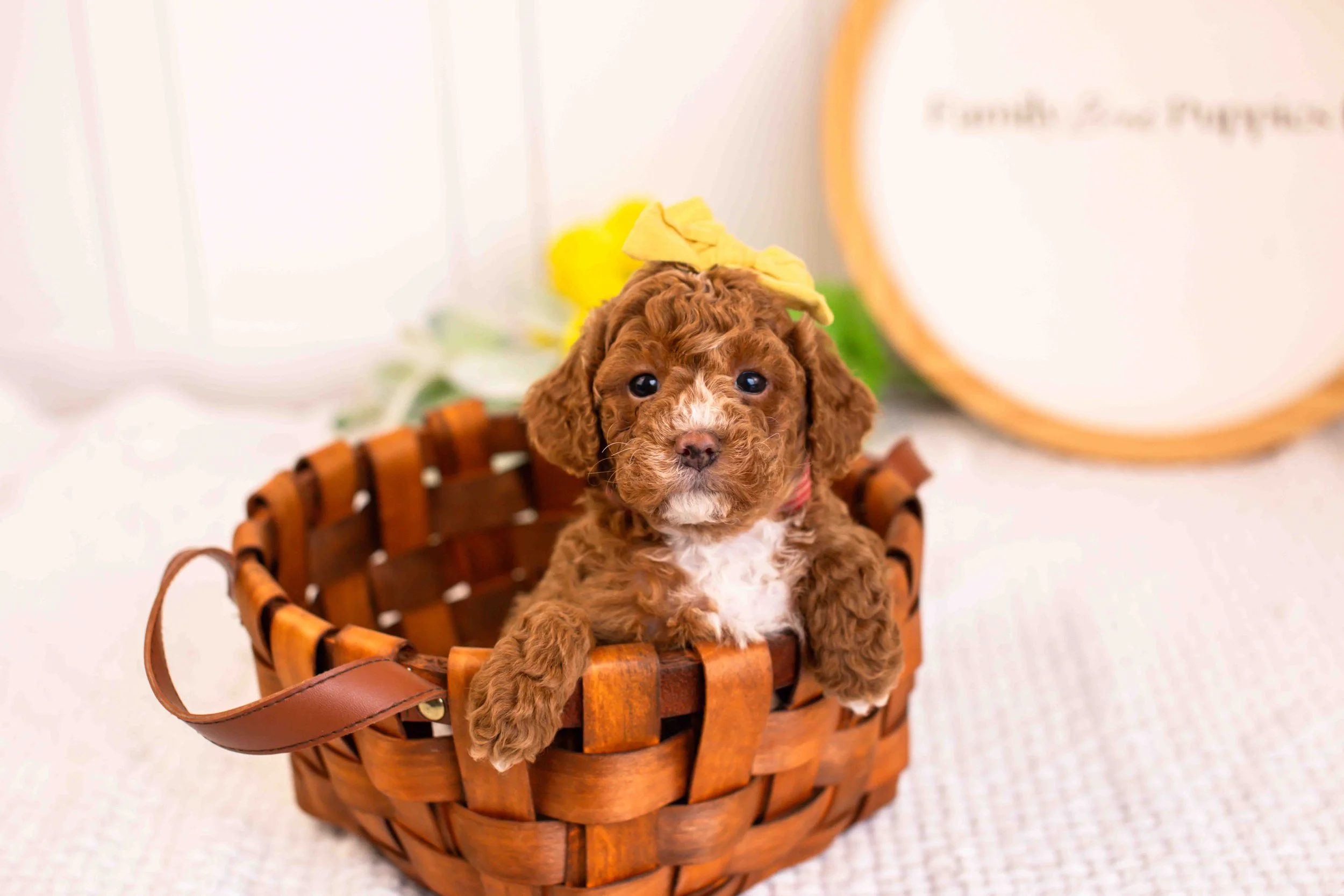 mia goldendoodle for sale(4).jpg