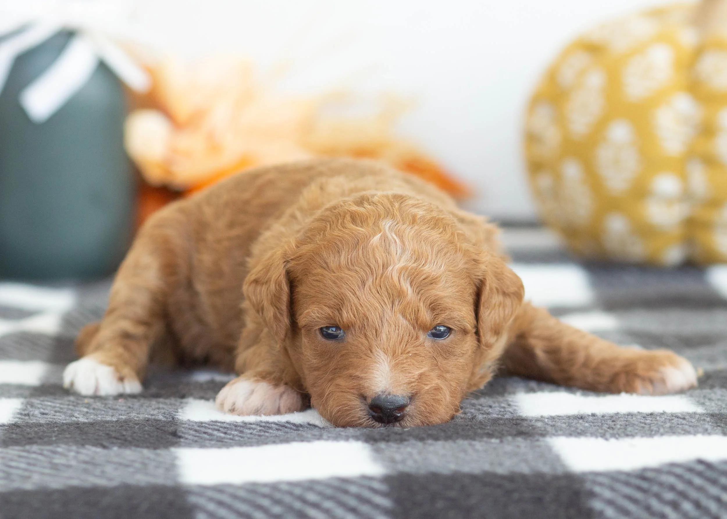 goldendoodle for sale Ambrosia.(1).jpg