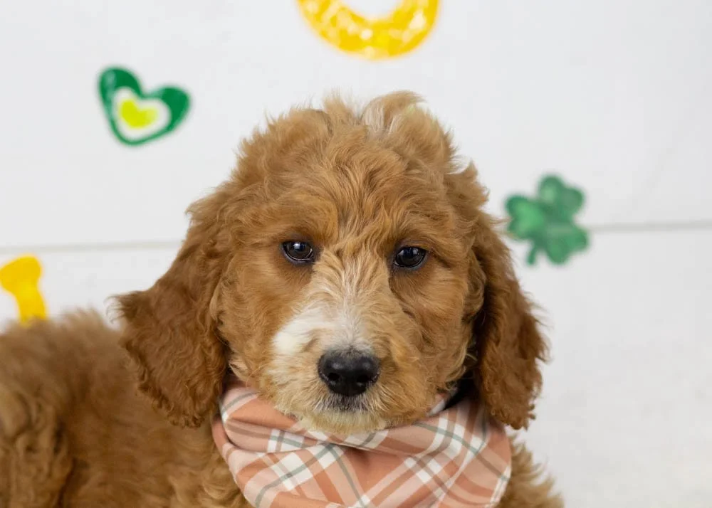 Larry goldendoodle for sale(2).jpg