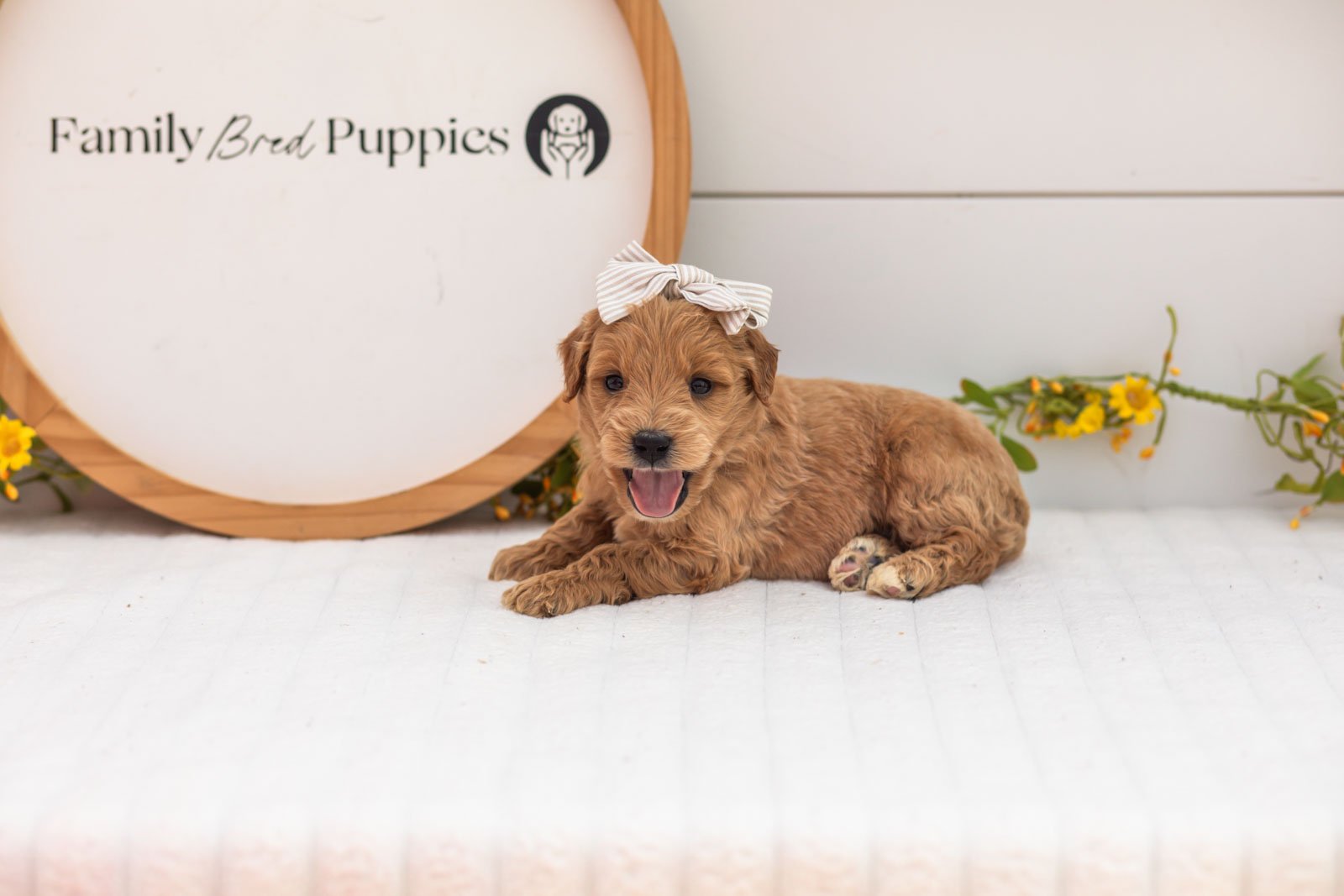 Willow goldendoodle for sale(4).jpg