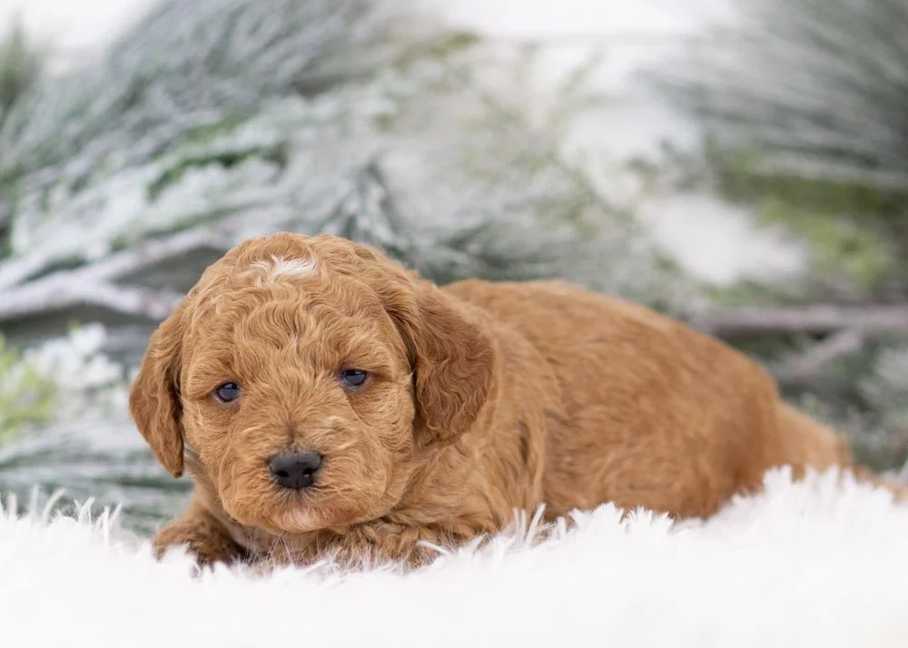 goldendoodle for sale