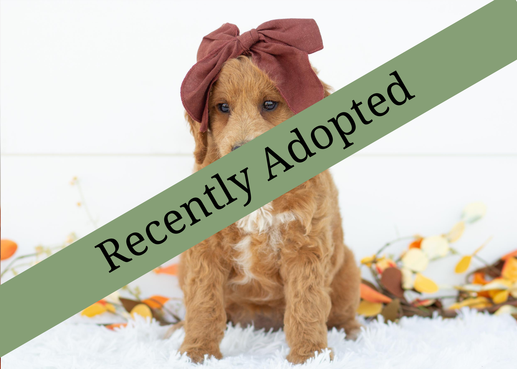 Goldendoodle for sale