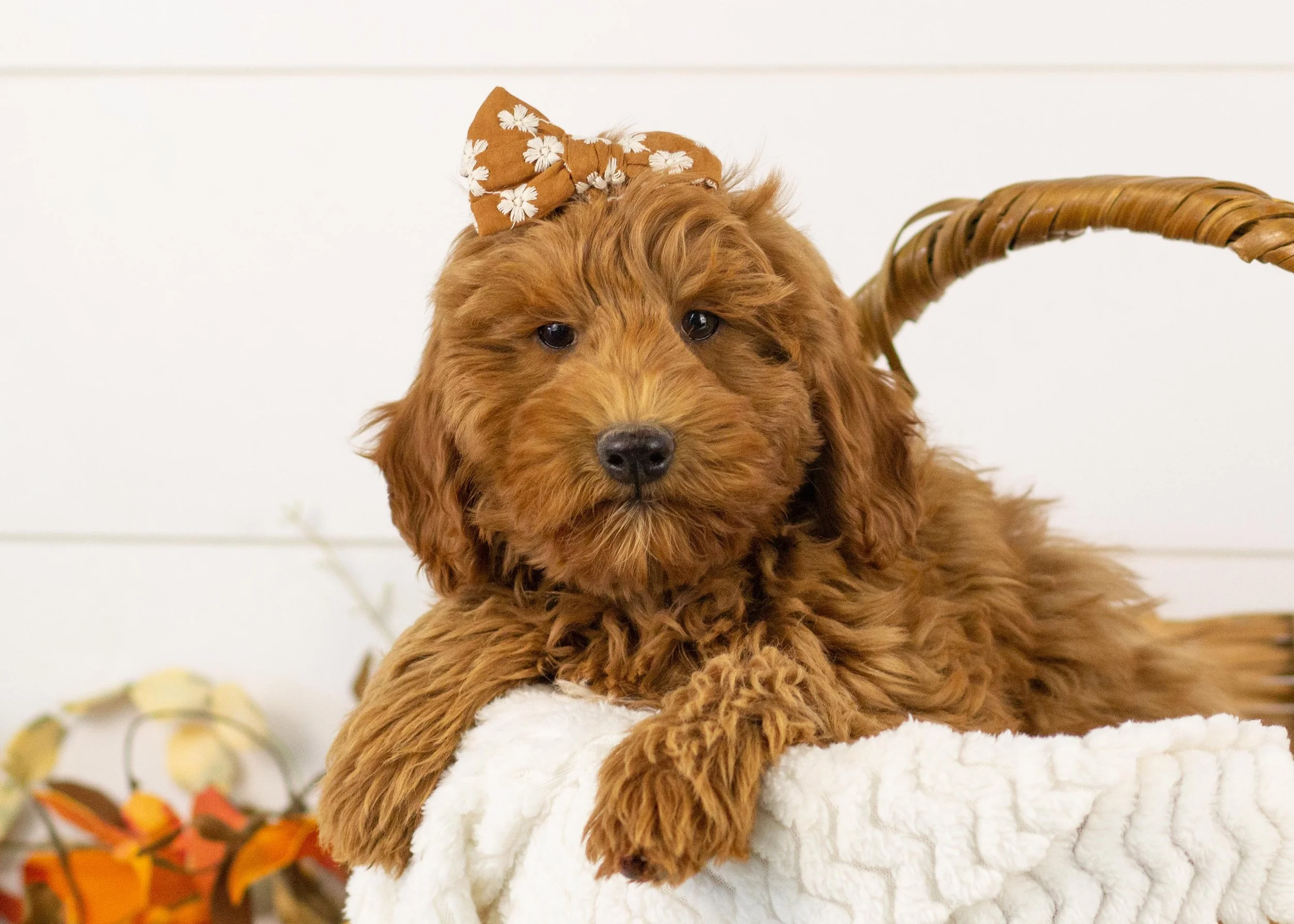 Maple goldendoodle for sale(1).jpg
