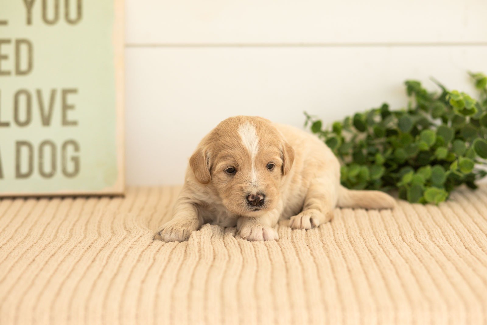 Maverick goldendoodle for sale(4).jpg
