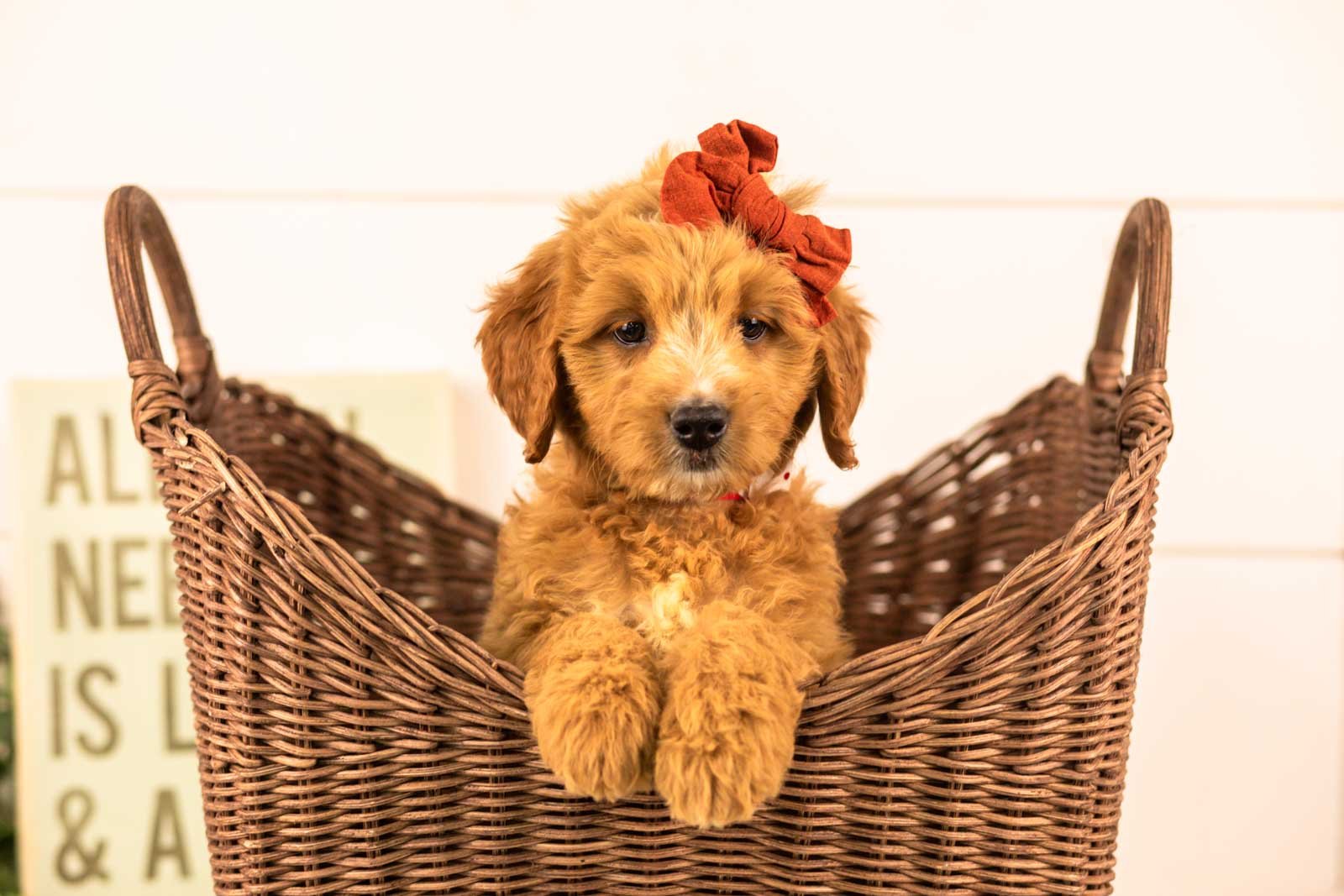 holly goldendoodle for sale(3).jpg