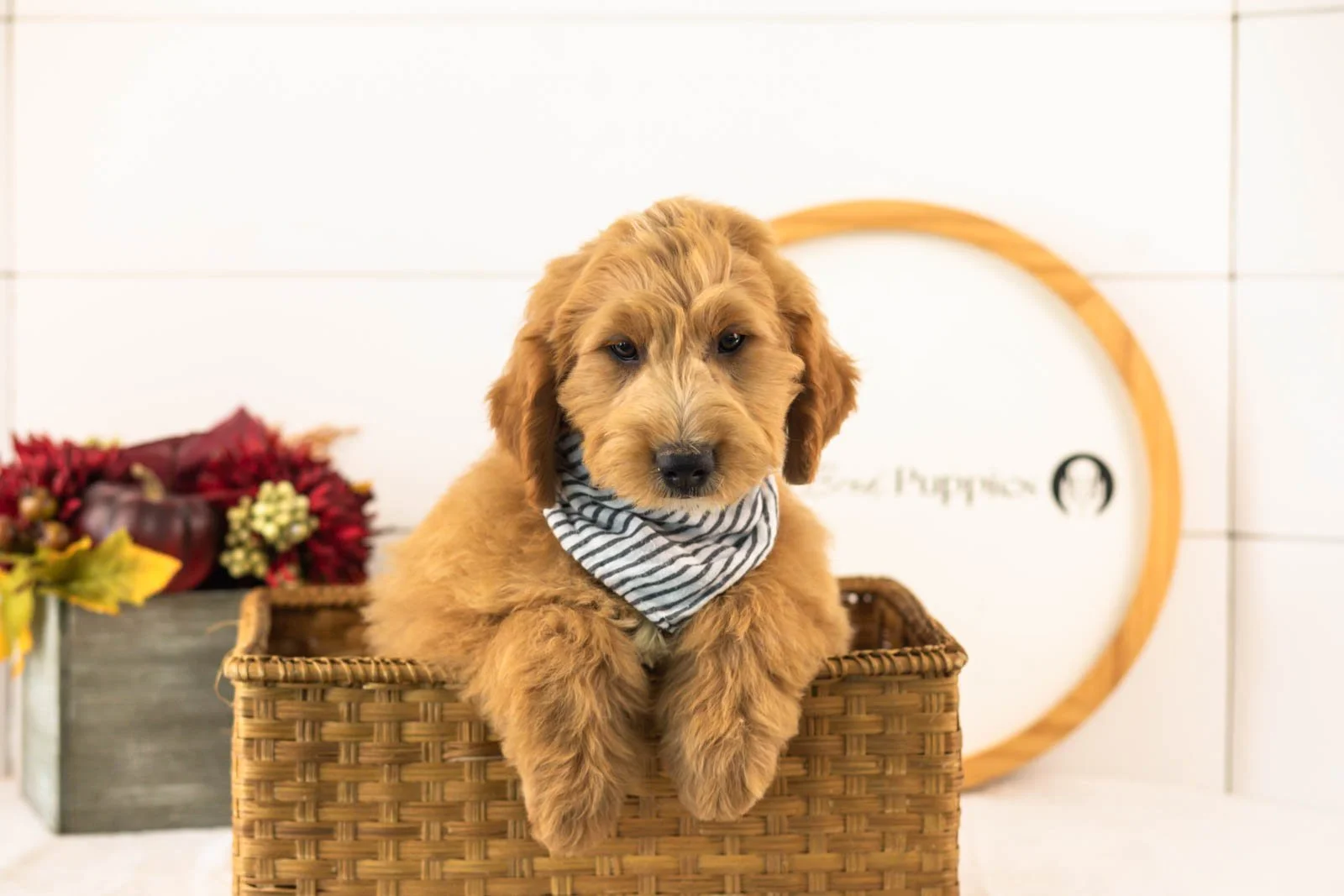 Barley goldendoodle for sale.jpg