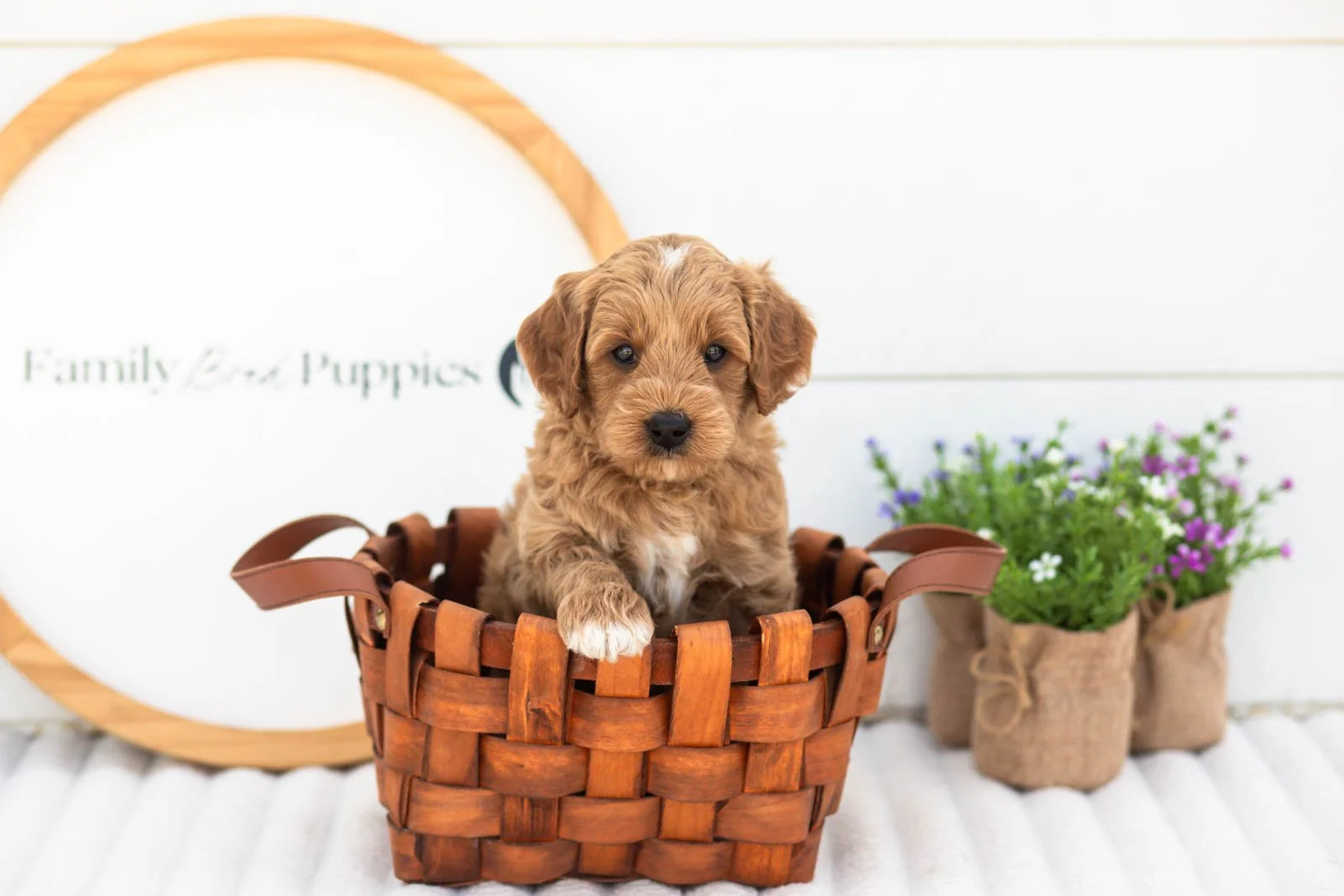 Mason goldendoodle for sale(4).jpg