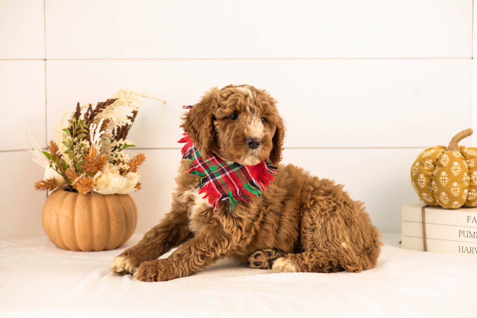 Alps goldendoodle for sale 5.jpg