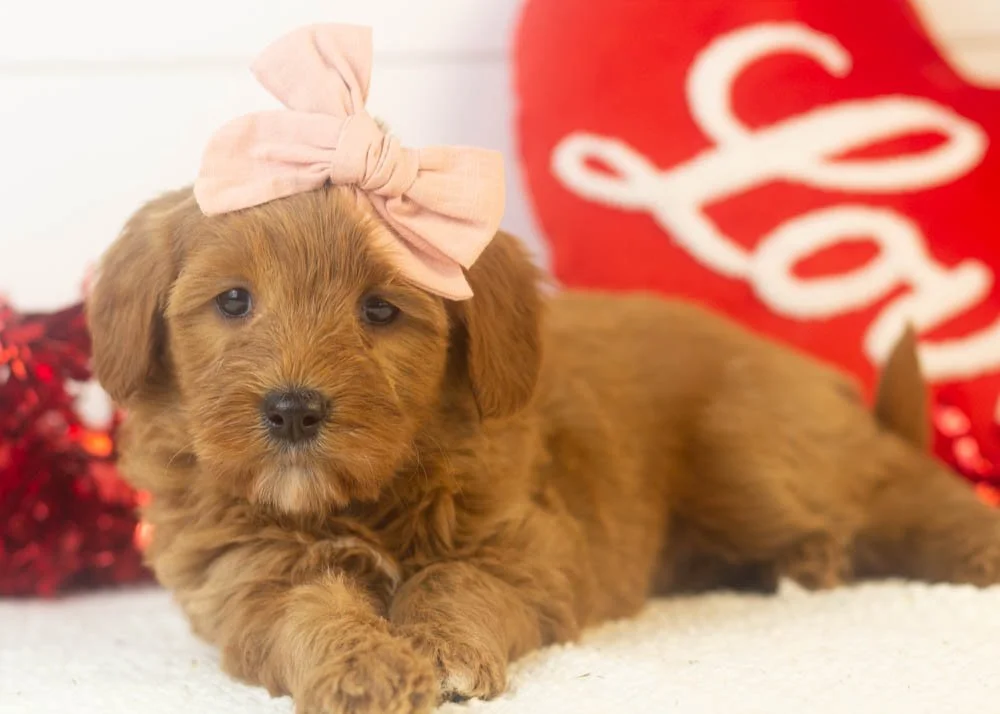 nancy goldendoodle for sale.jpg