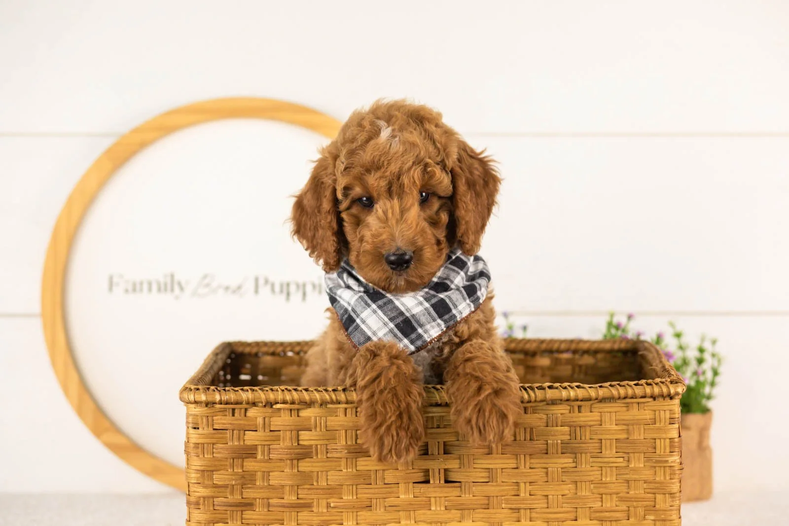 Denali goldendoodle for sale(4).jpg