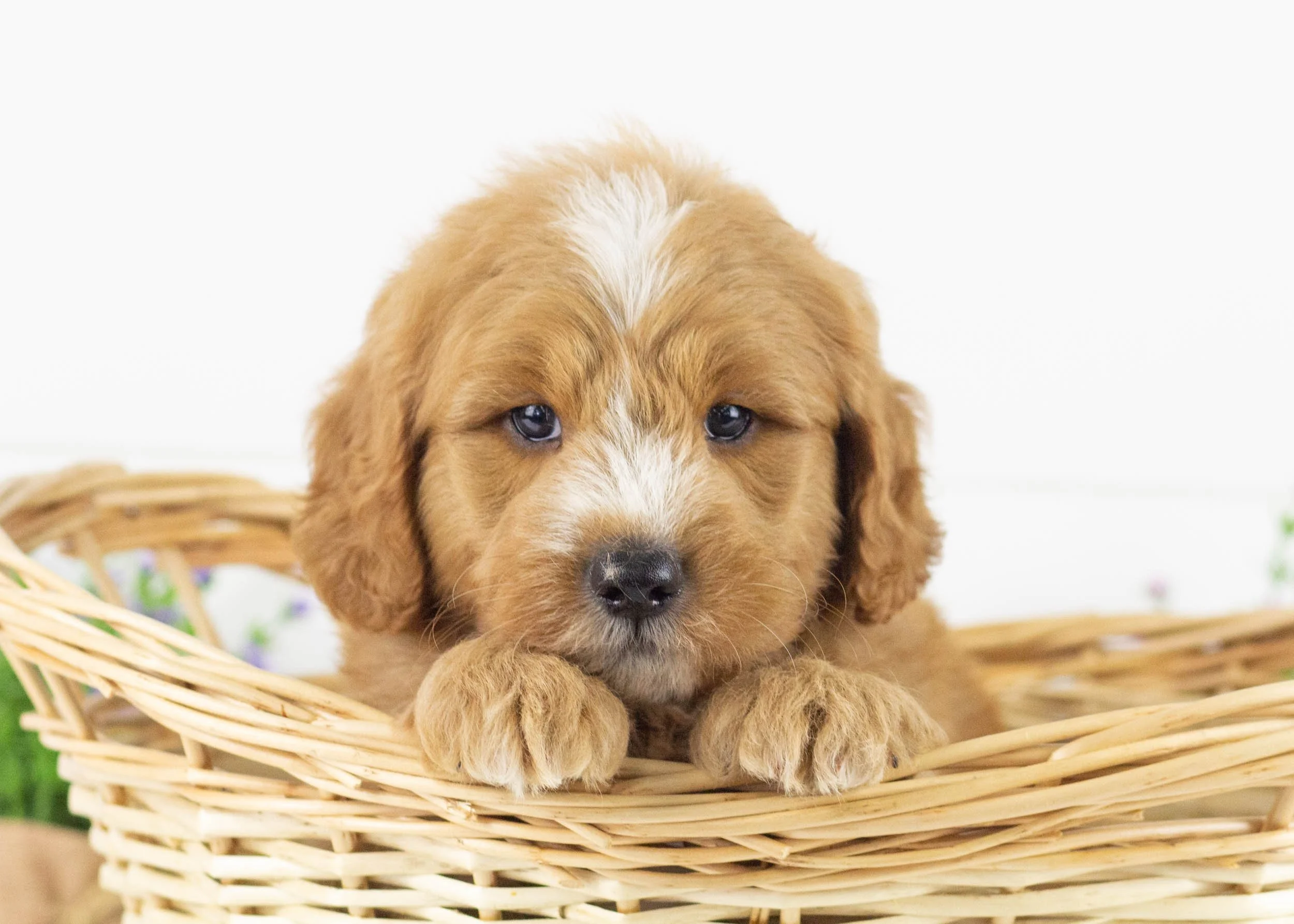 Falcon goldendoodle for sale.jpg