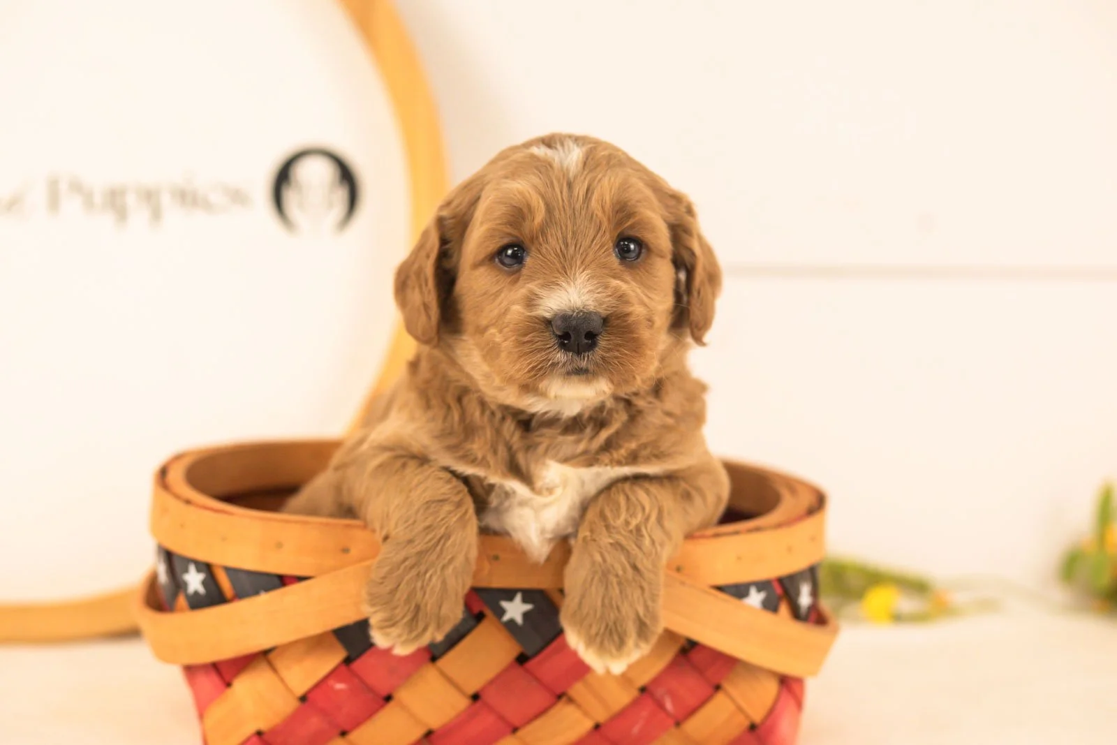 Otis goldendoodle for sale(4).jpg
