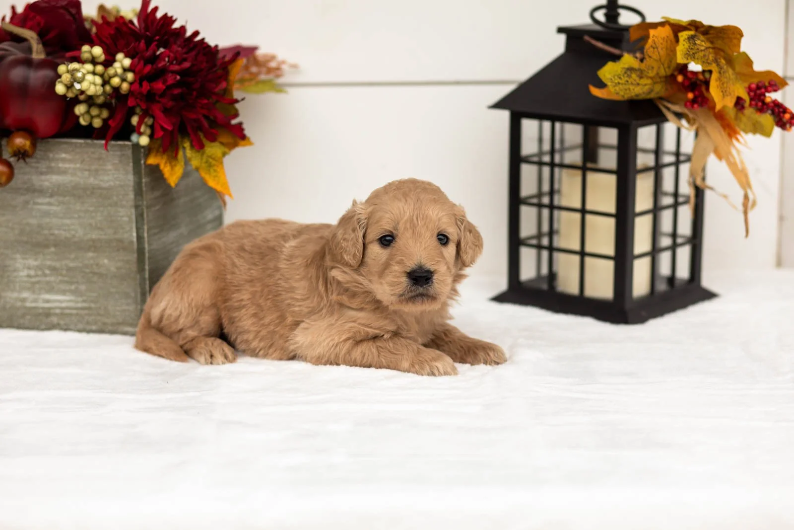 Dorothy goldendoodle for sale 4.jpg