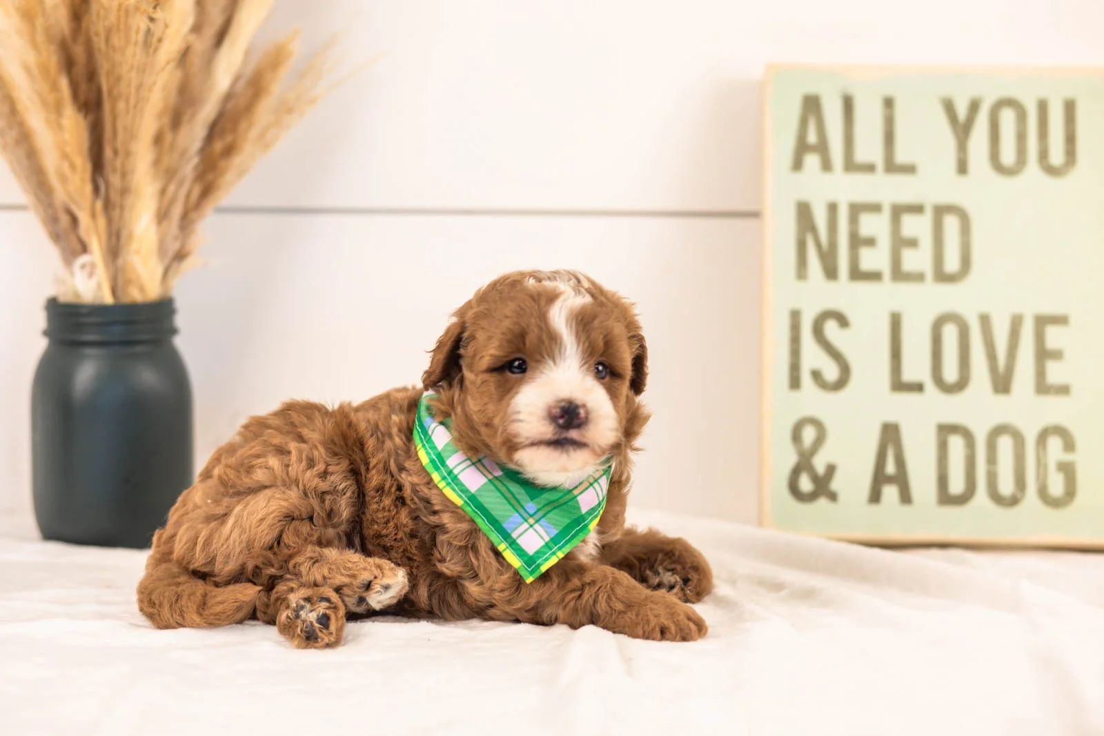 Inigo goldendoodle for sale(2).jpg