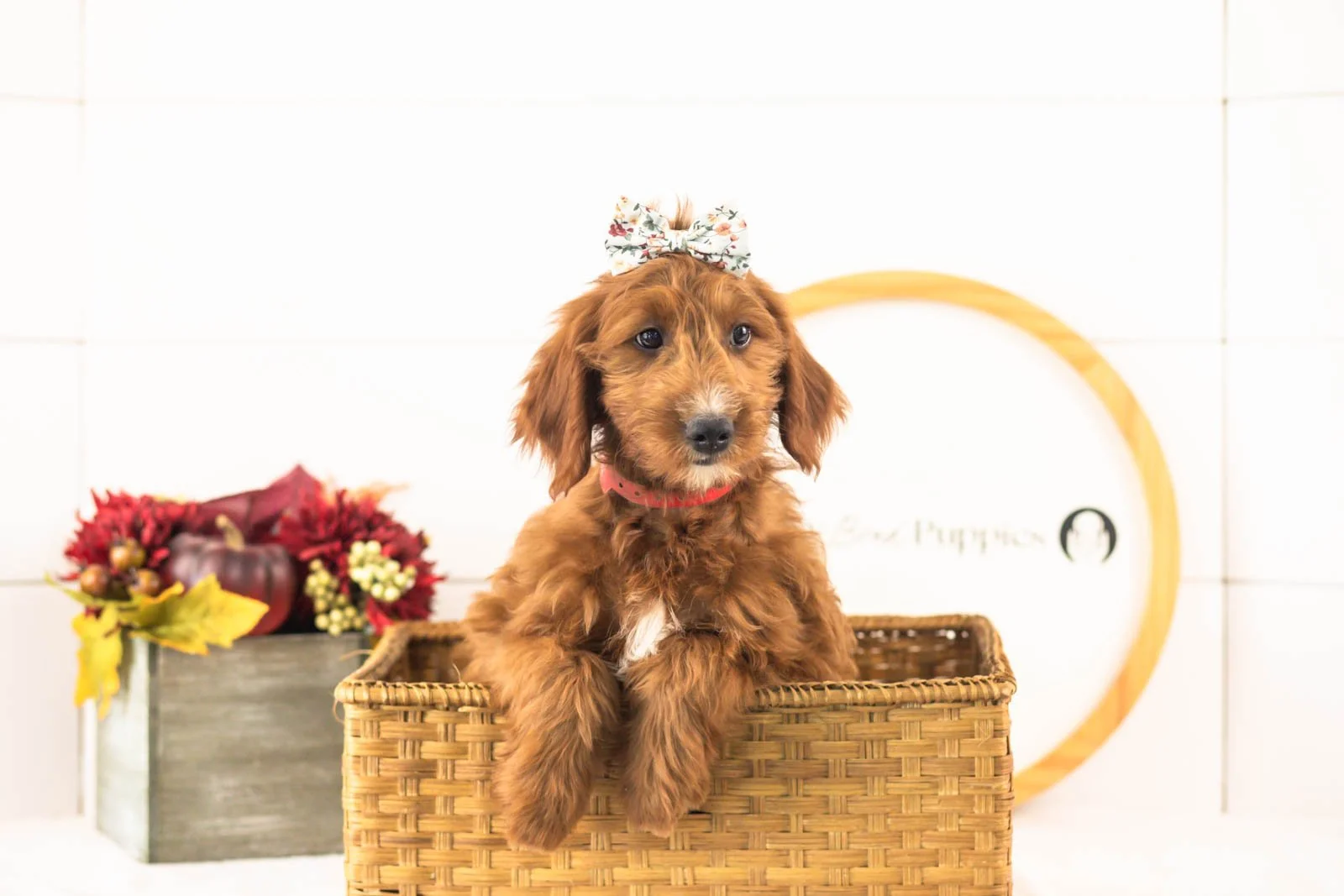 Jiggly goldendoodle for sale.jpg