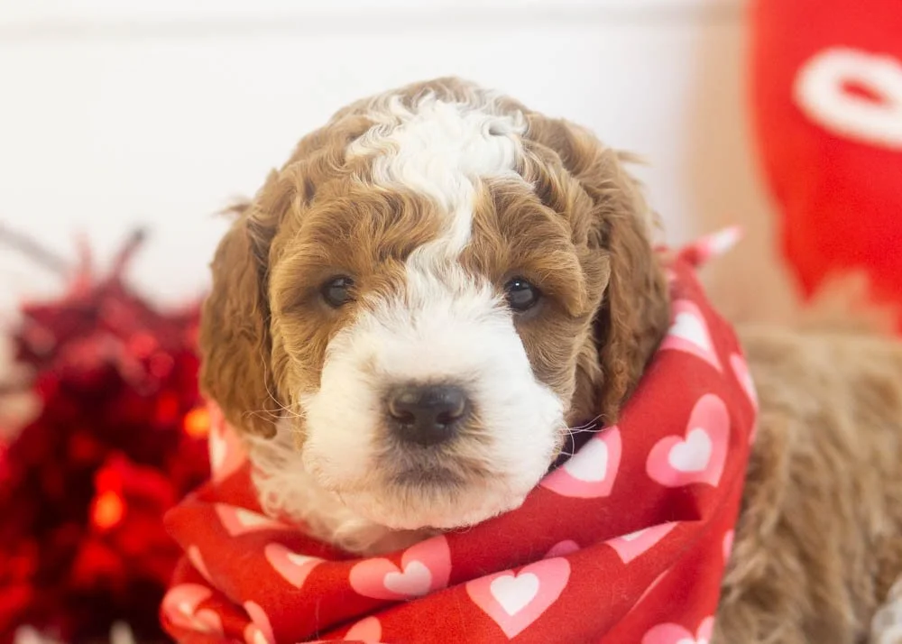 Buzz goldendoodle for sale(3).jpg