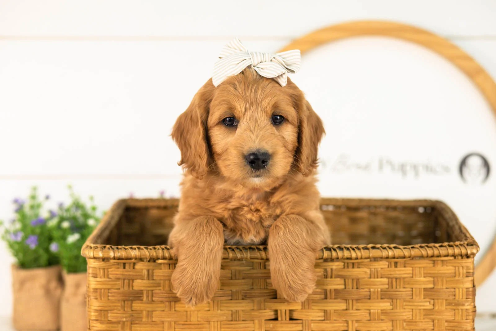 Cha-cha goldendoodle for sale(3).jpg