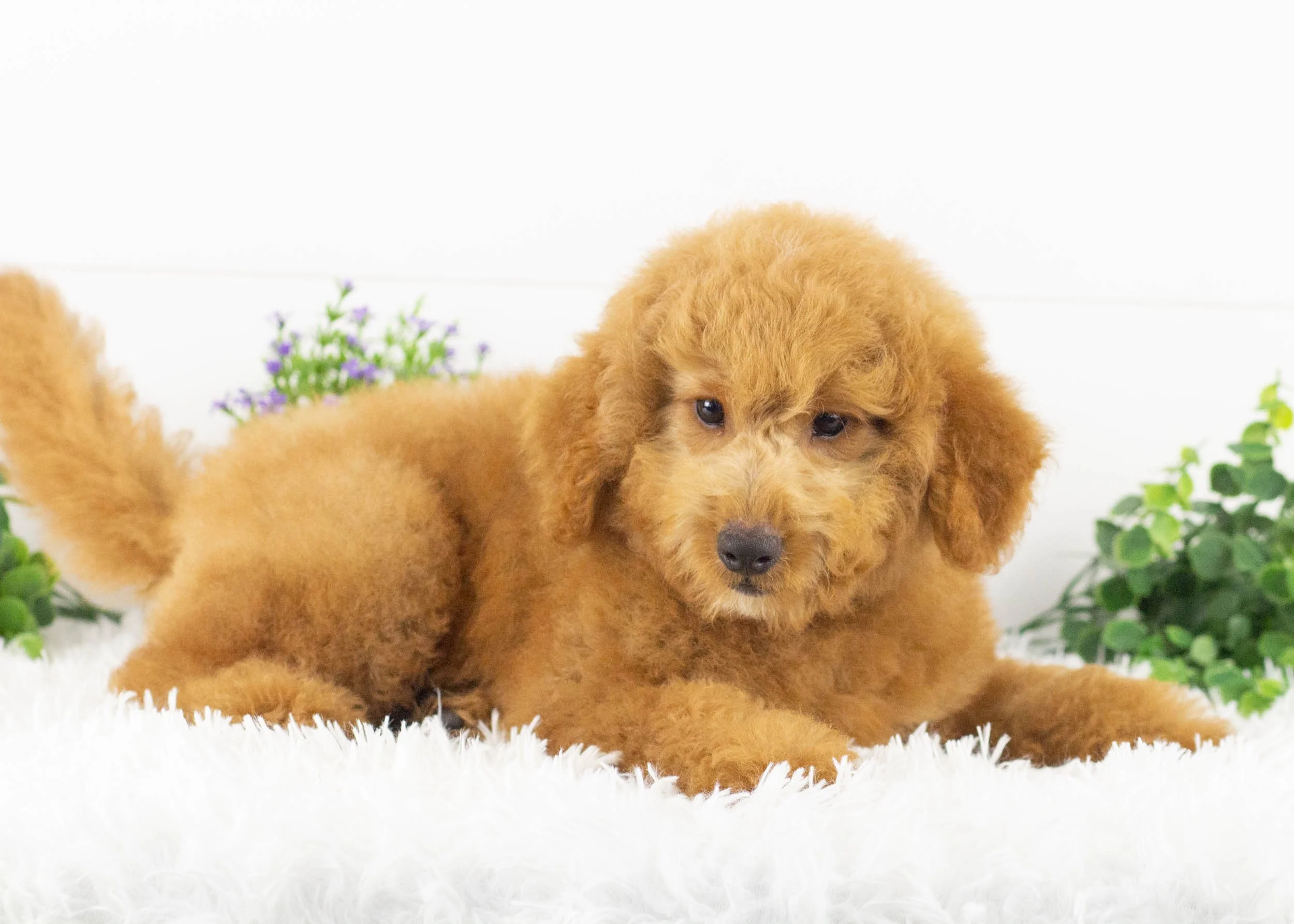 Finn Goldendoodle for sale(3).jpg