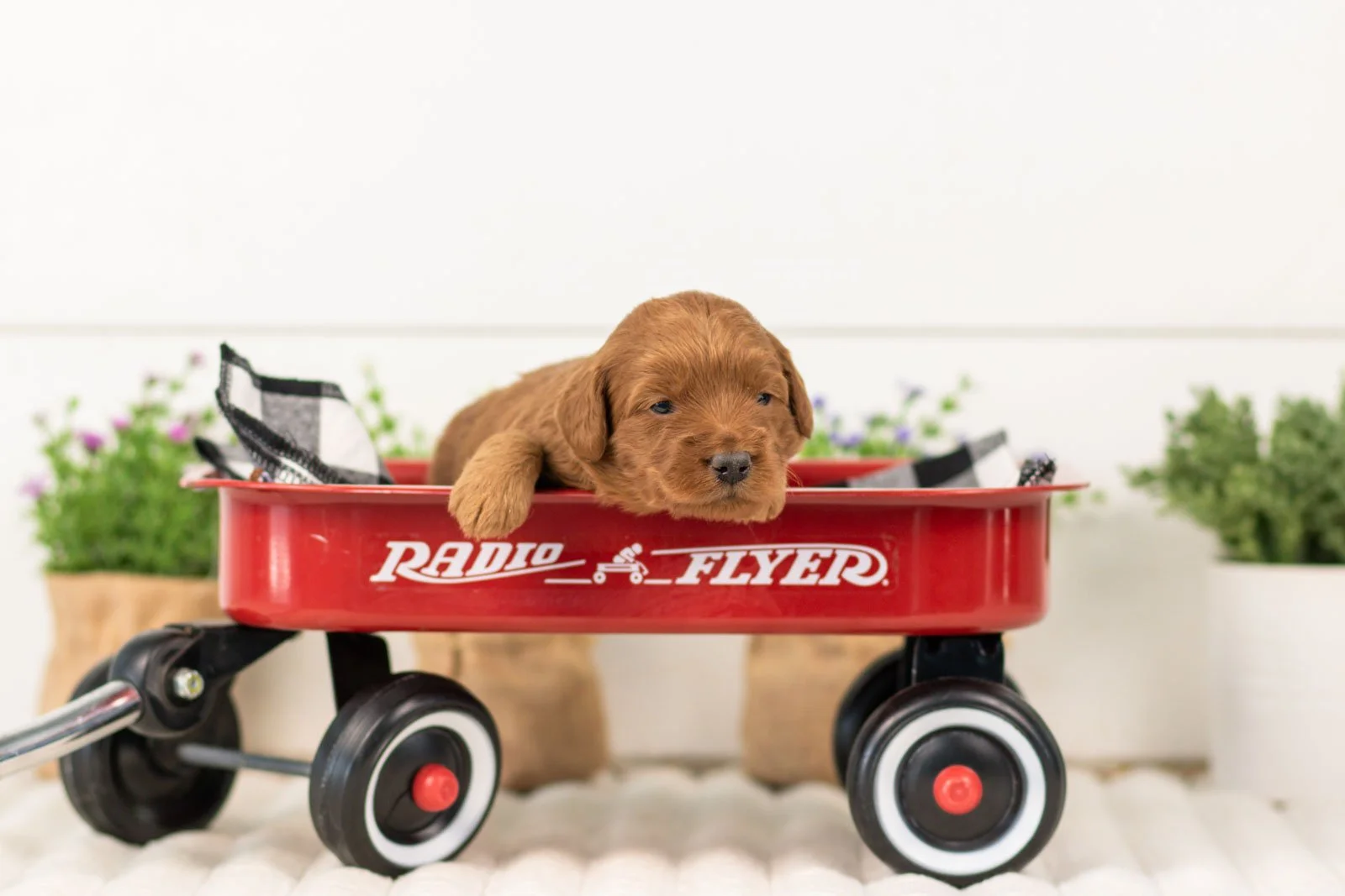 lark goldendoodle for sale(3).jpg