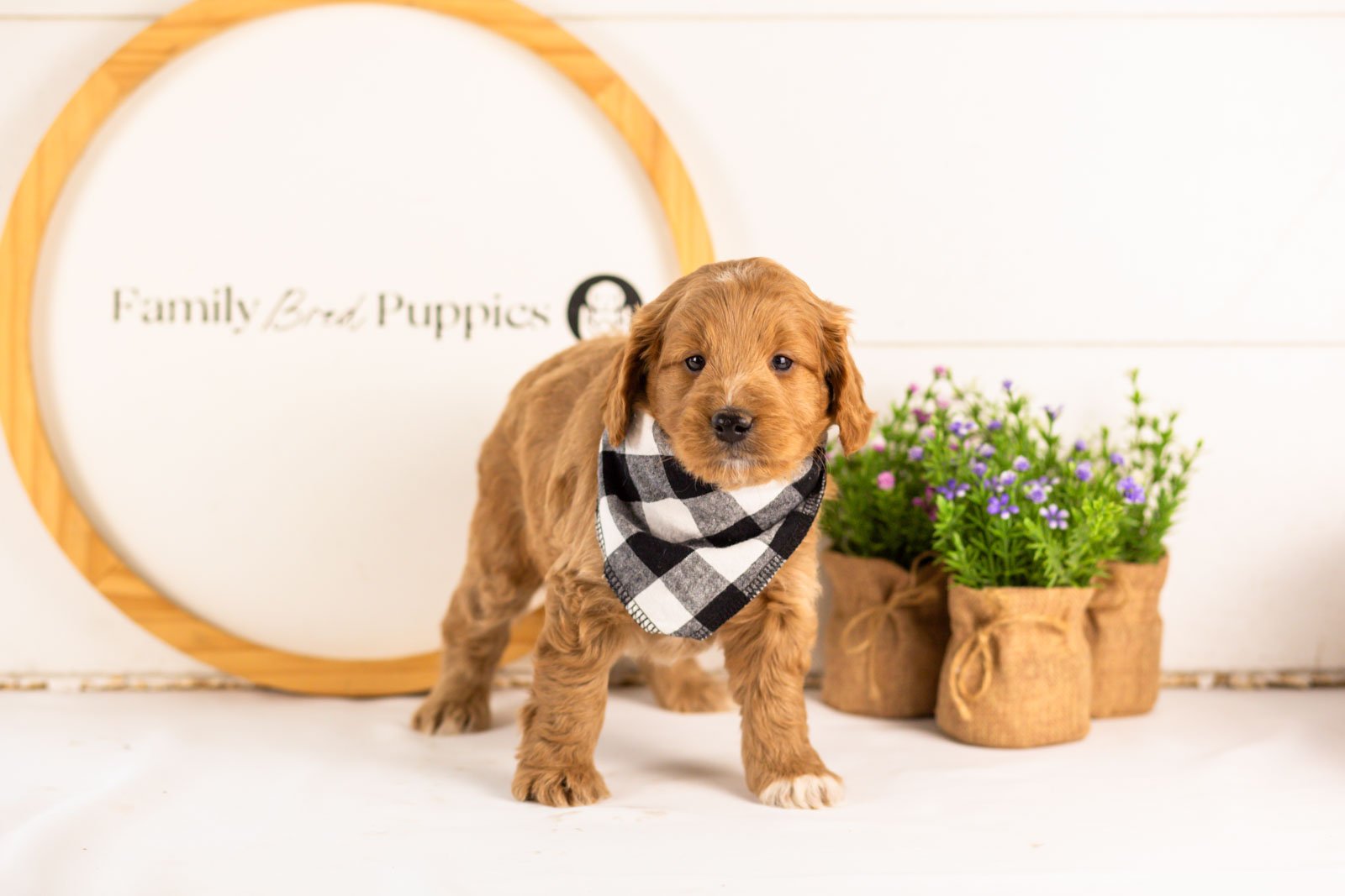munster goldendoodle for sale.jpg