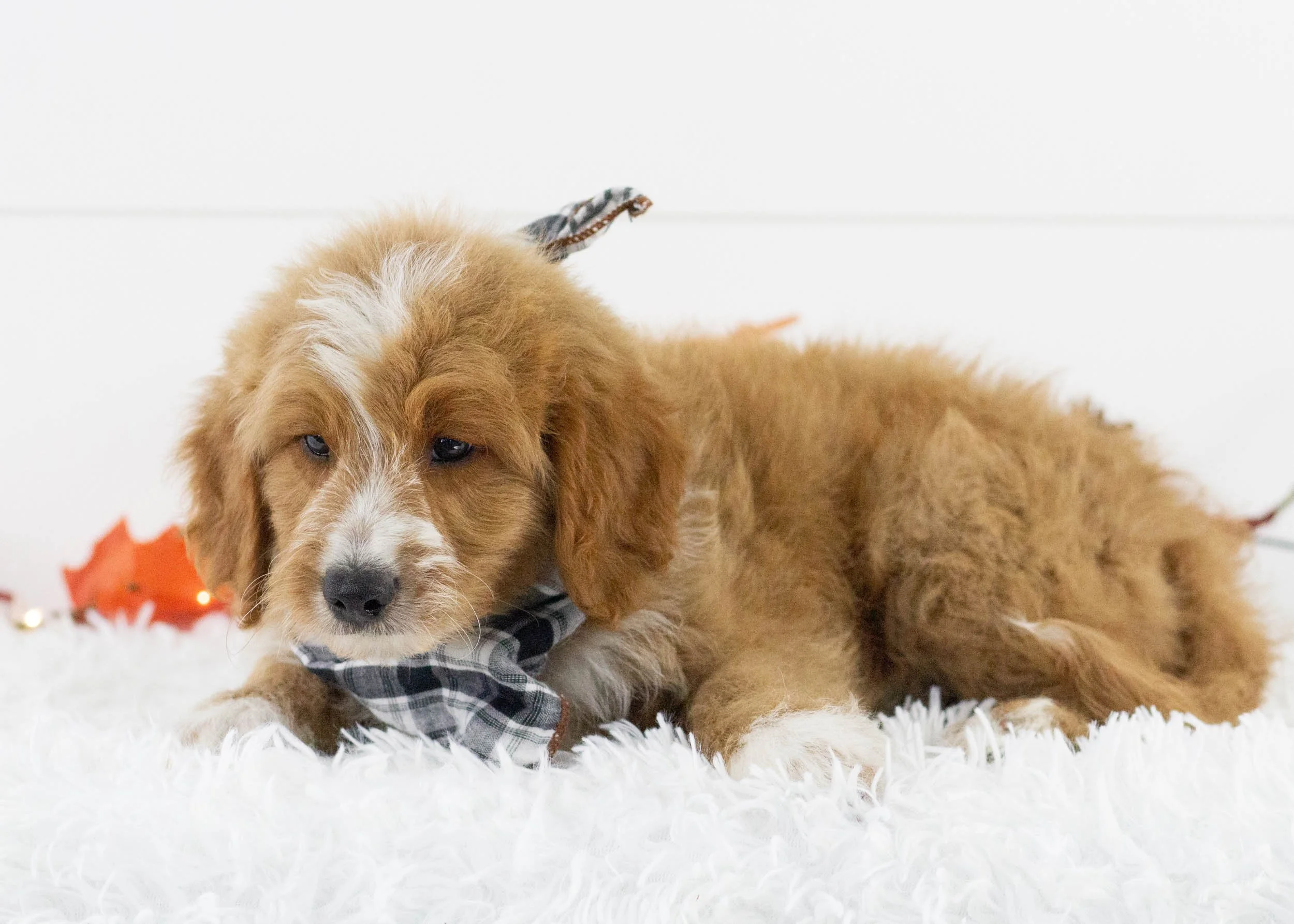 Eagle goldendoodle for sale(1).jpg