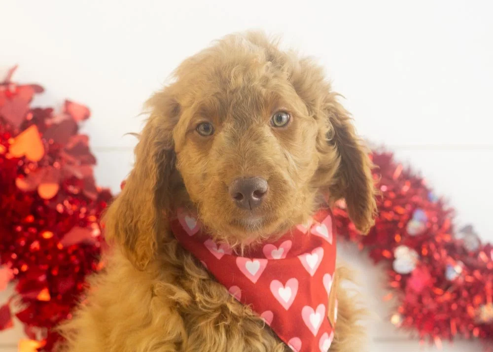 Spur goldendoodle for sale(2).jpg