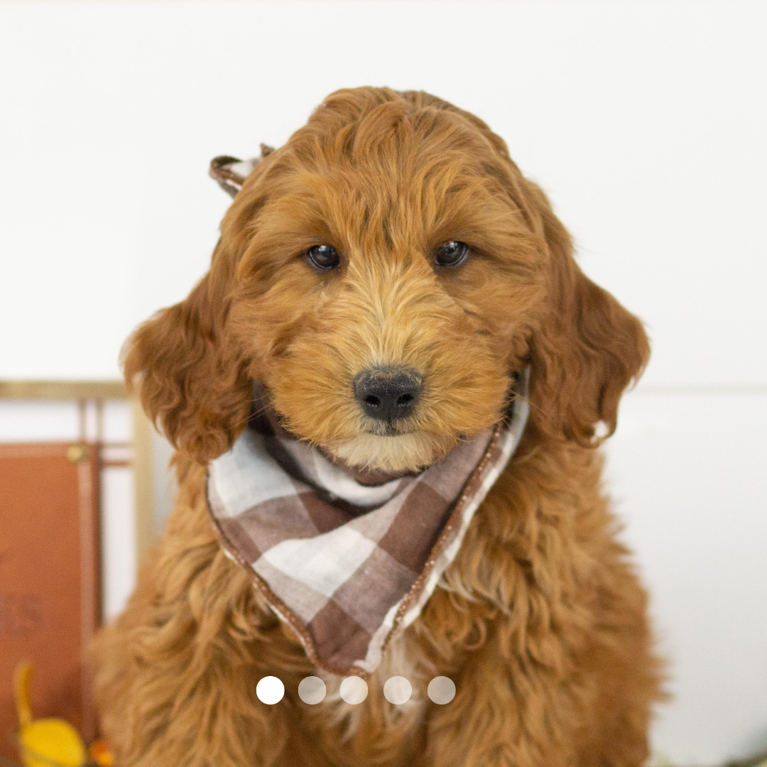 Copy of FBP Design.png