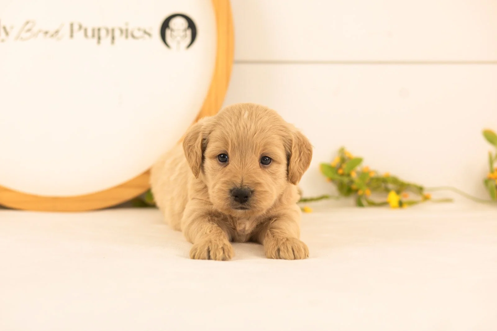 Nugget goldendoodle for sale(2).jpg