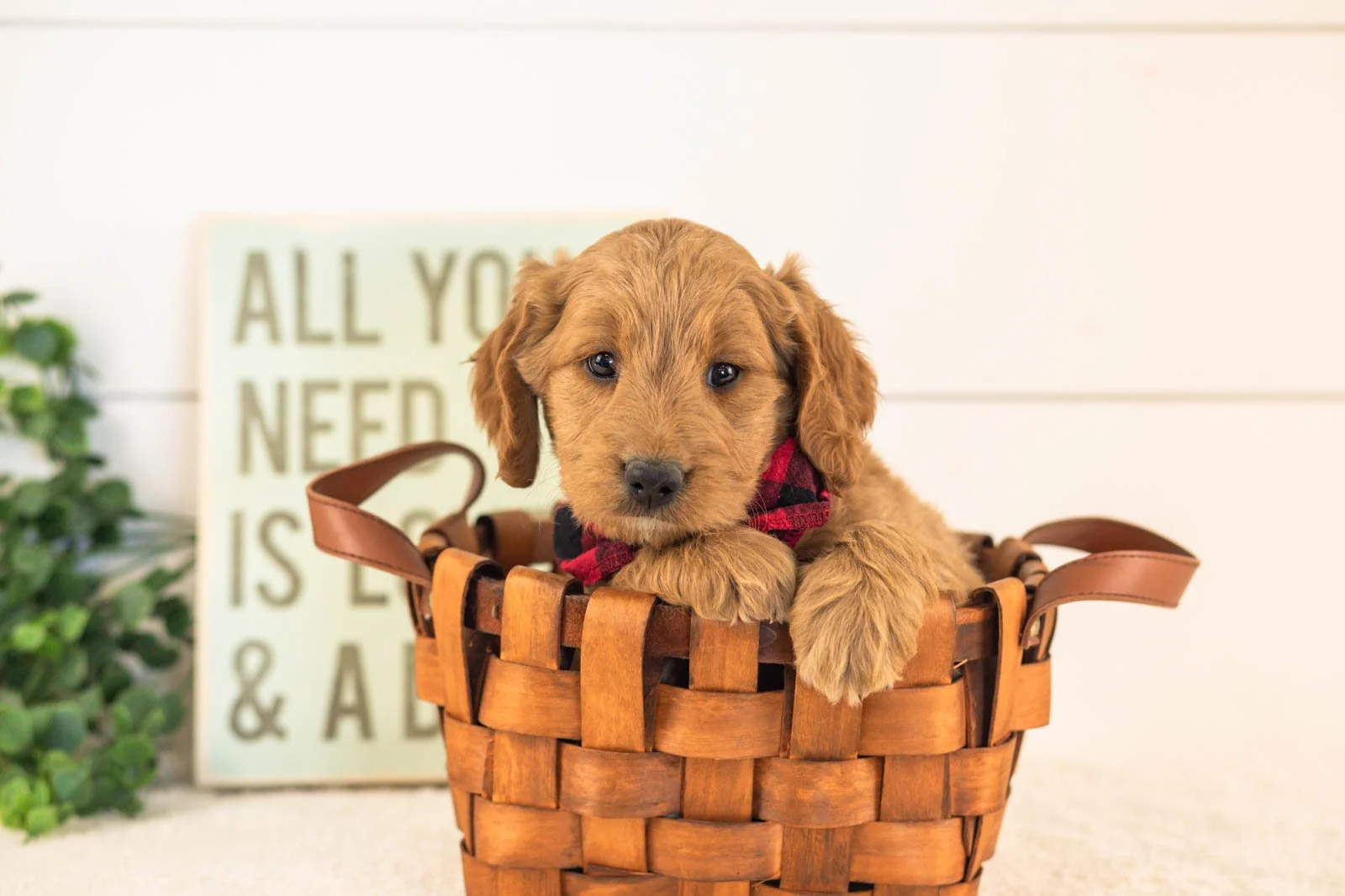 Owen goldendoodle for sale(3).jpg