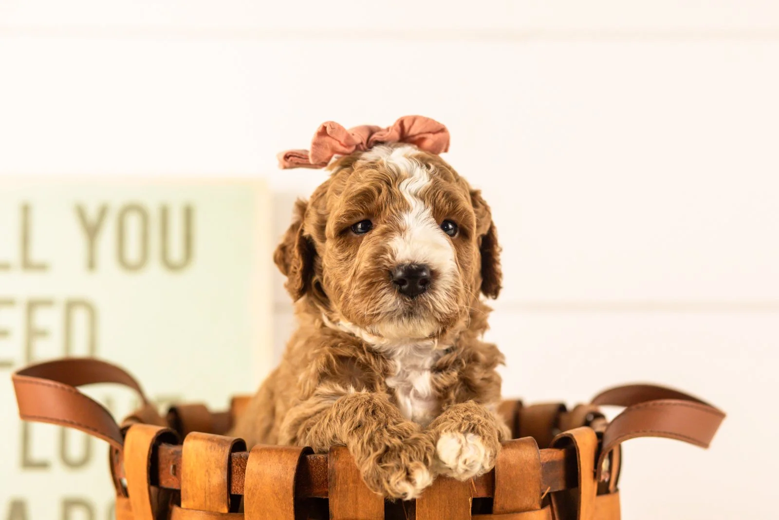 Lanie goldendoodle for sale(3).jpg