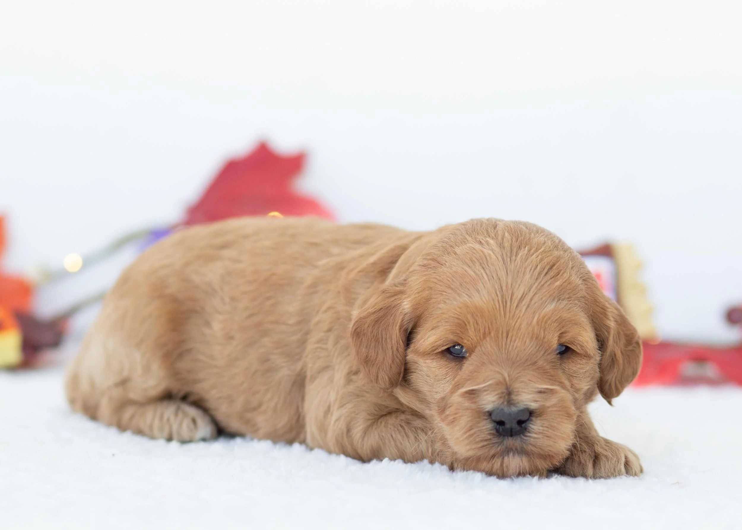 Snickers goldendoodle for sale(2).jpg