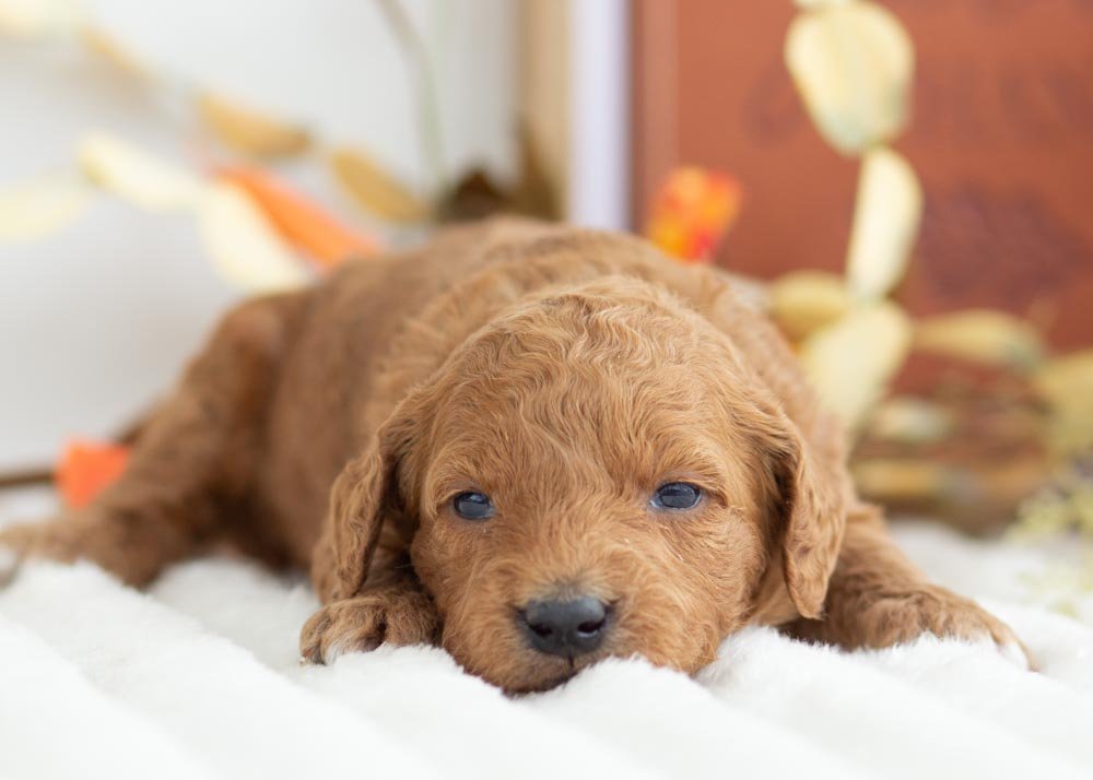 Cookie Dough goldendoodle for sale(1).jpg