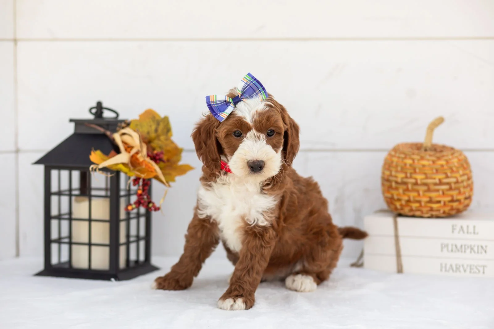 Ruffian goldendoodle for sale 4.jpg