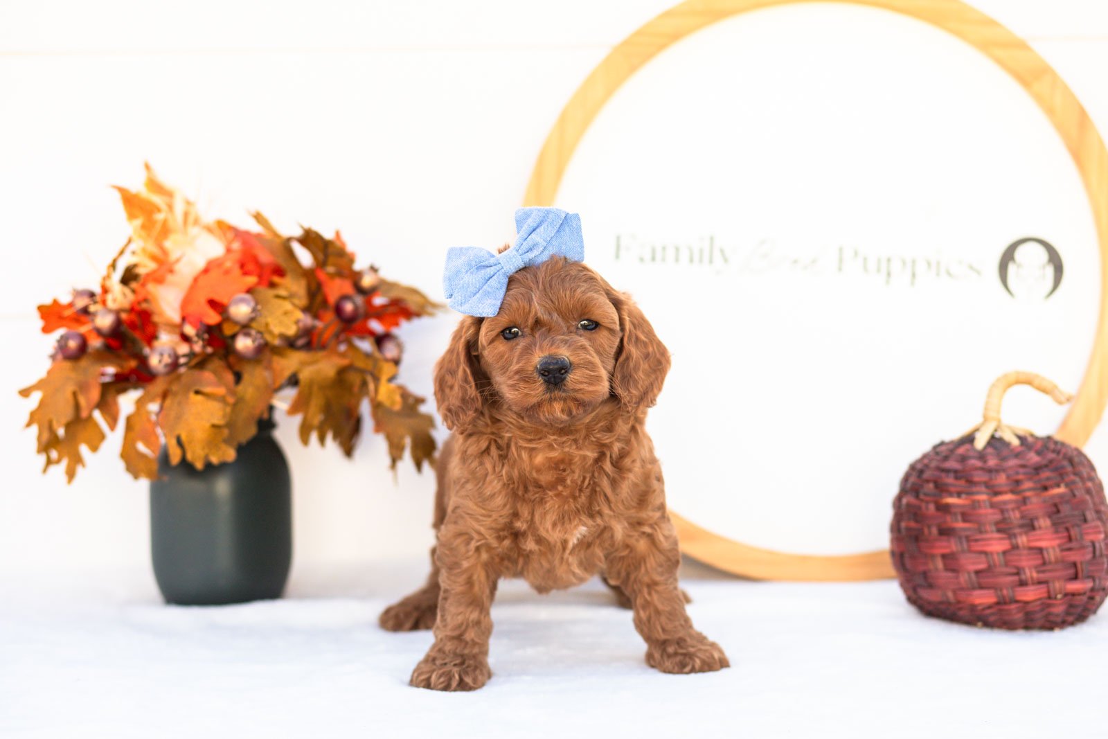 Emma goldendoodle for sale 3.jpg