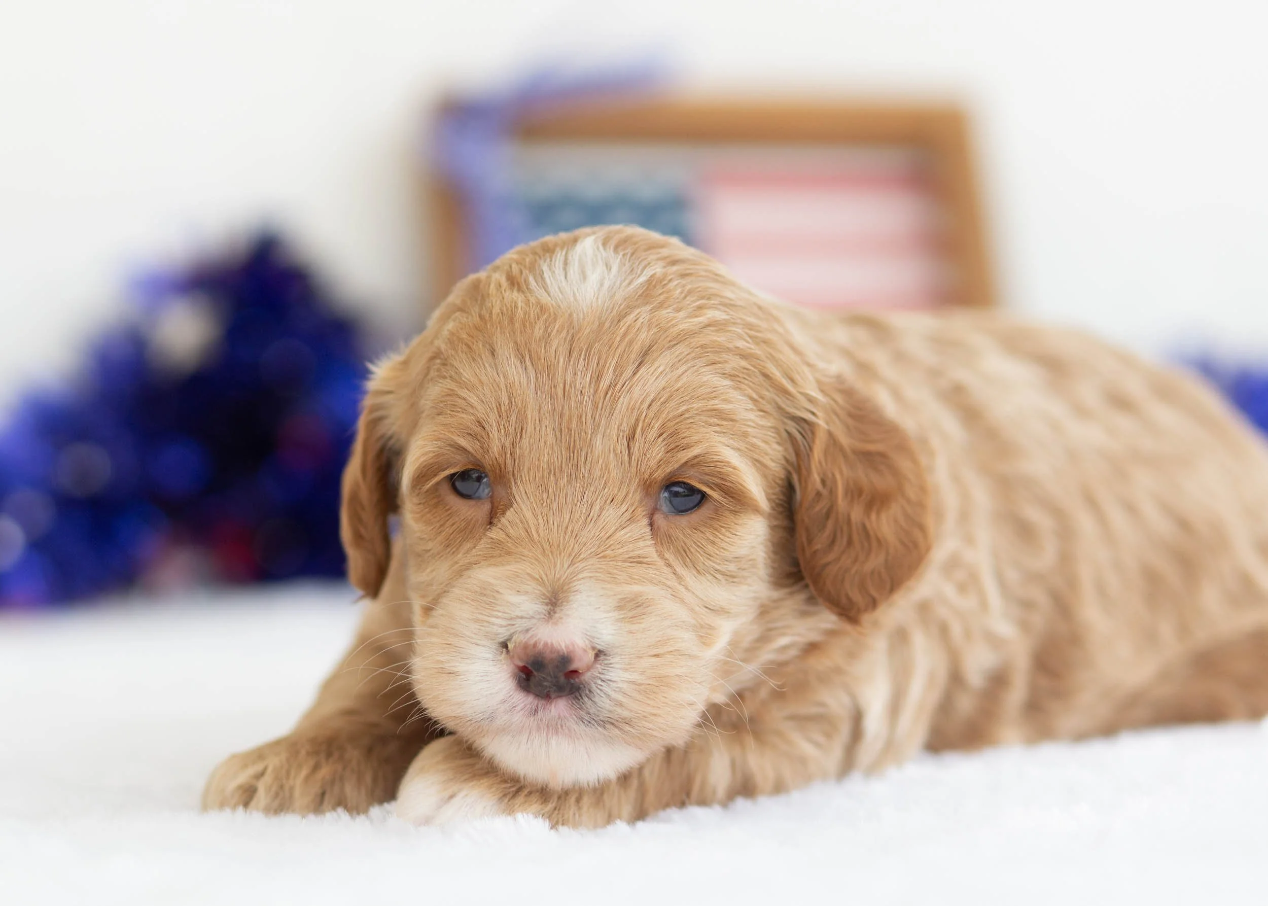 Americano Goldendoodle For Sale.jpg